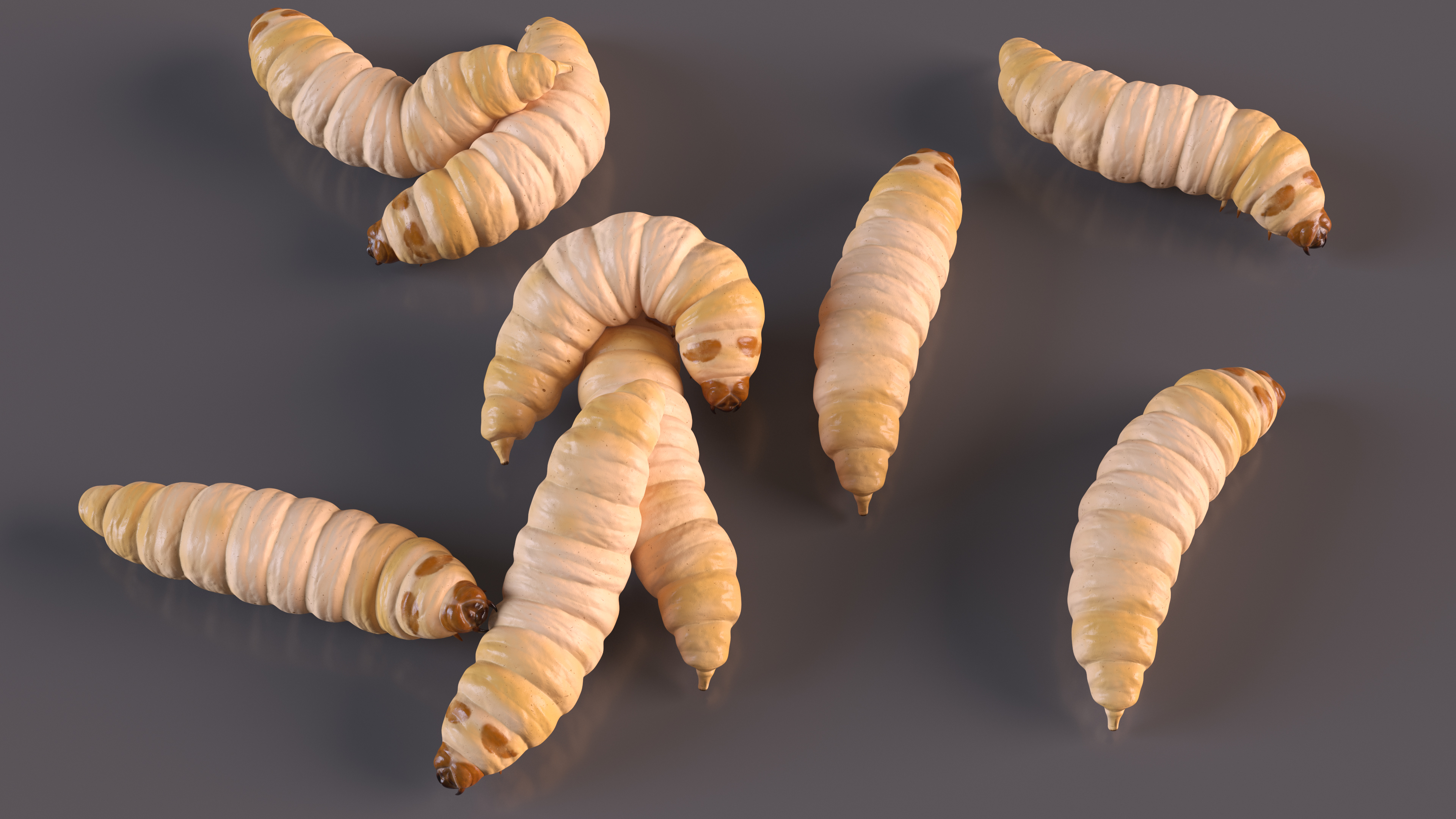 3D Maggot Fly Scene