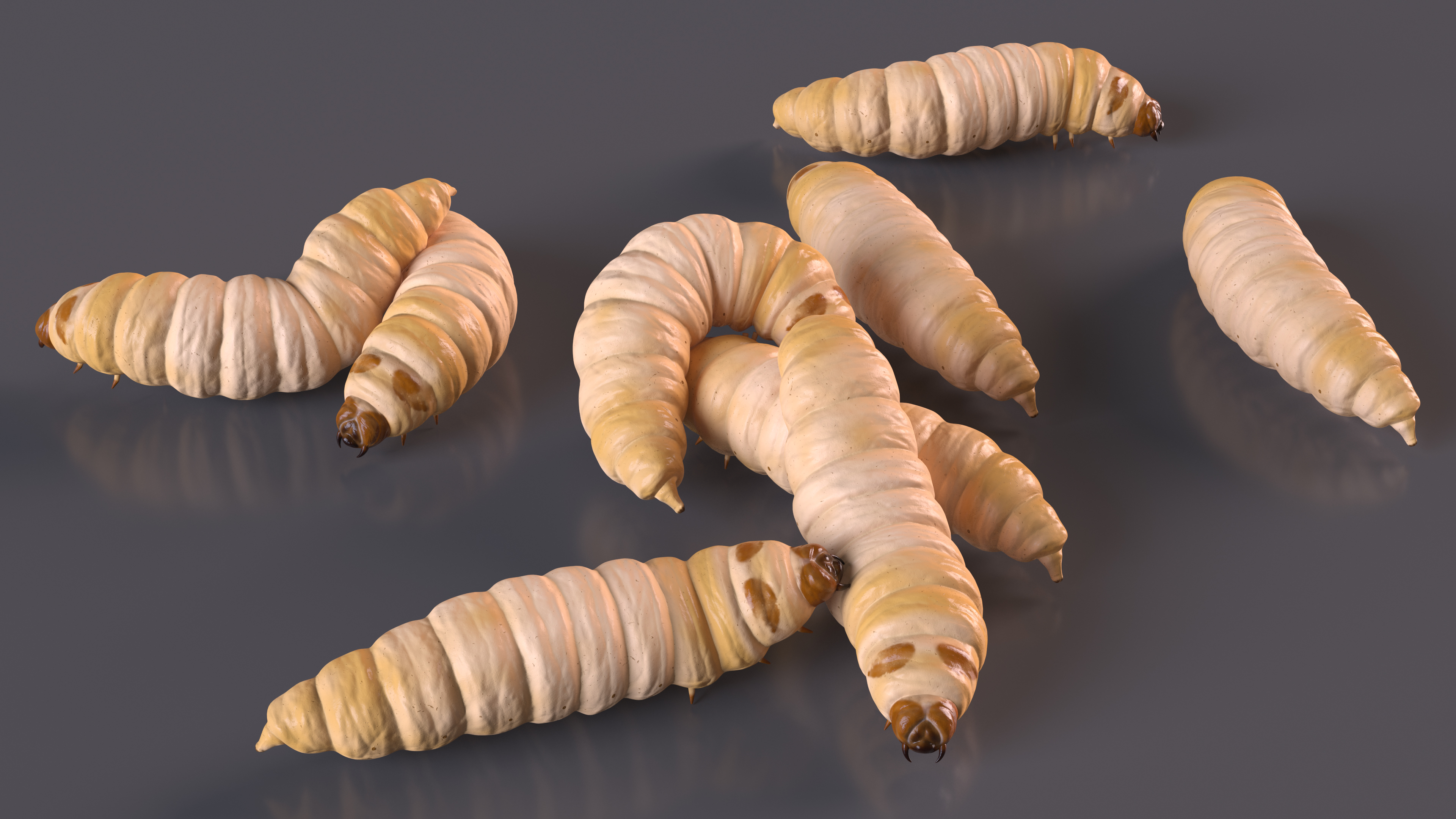 3D Maggot Fly Scene