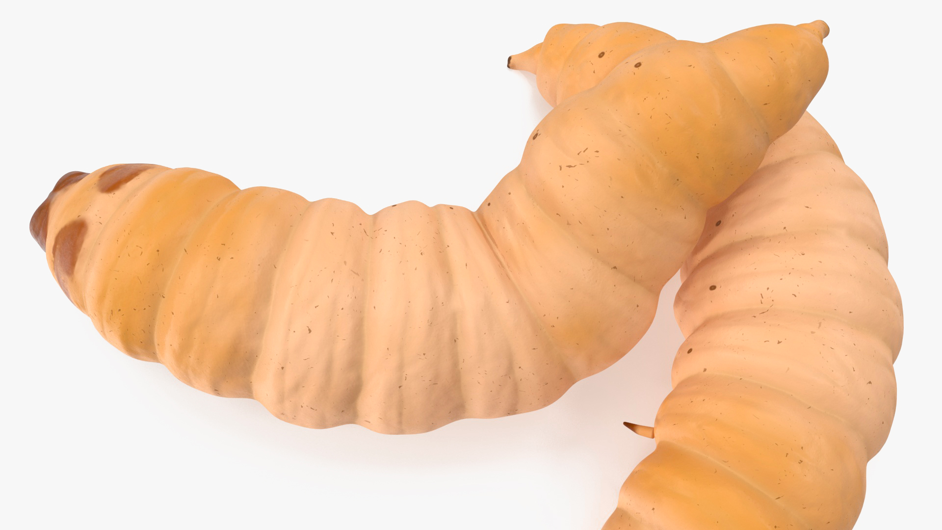 3D Maggot Fly Scene