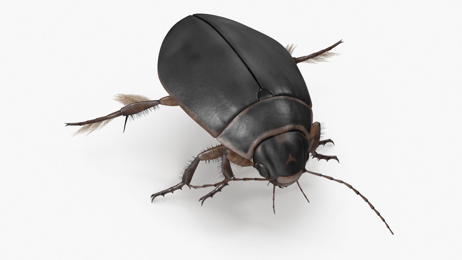 Water Insect Beetle Black Floating 3D model