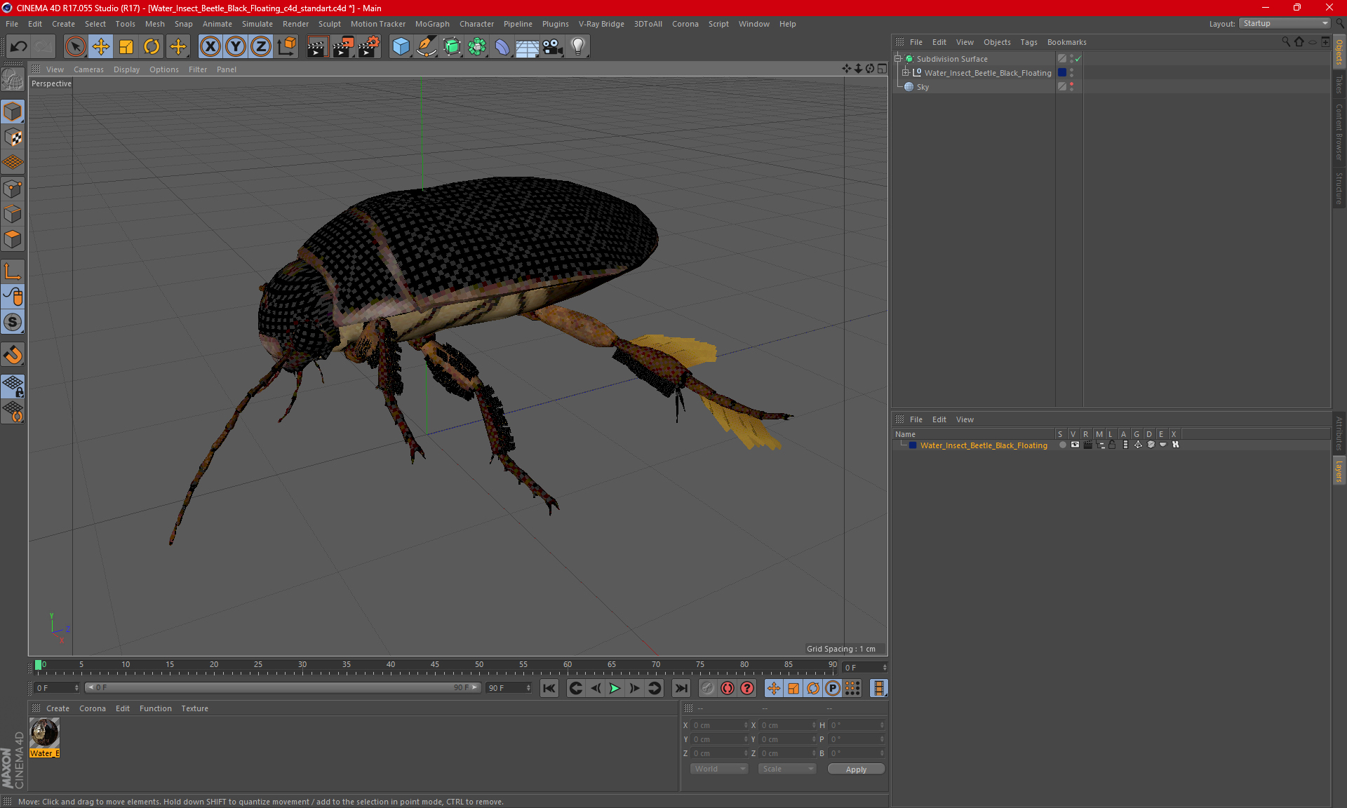 Water Insect Beetle Black Floating 3D model