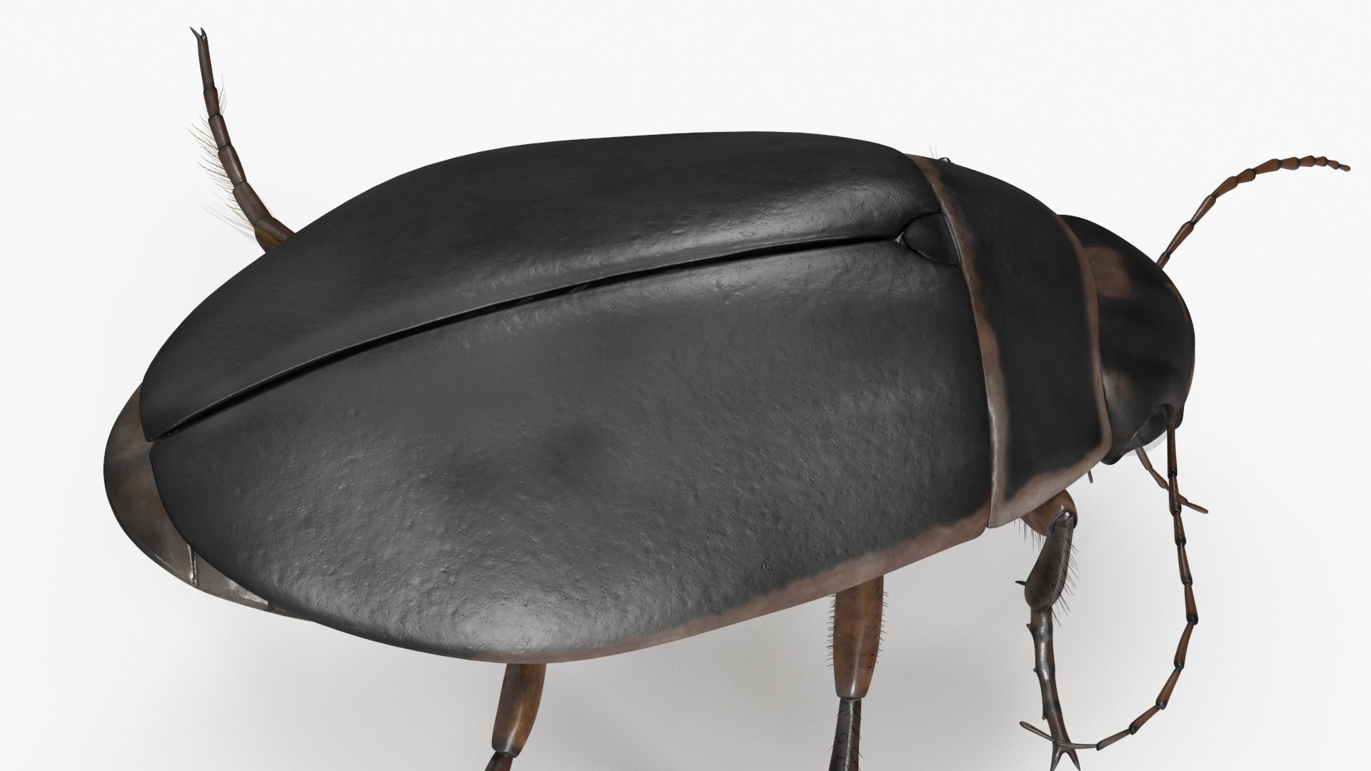 Water Insect Beetle Black Floating 3D model