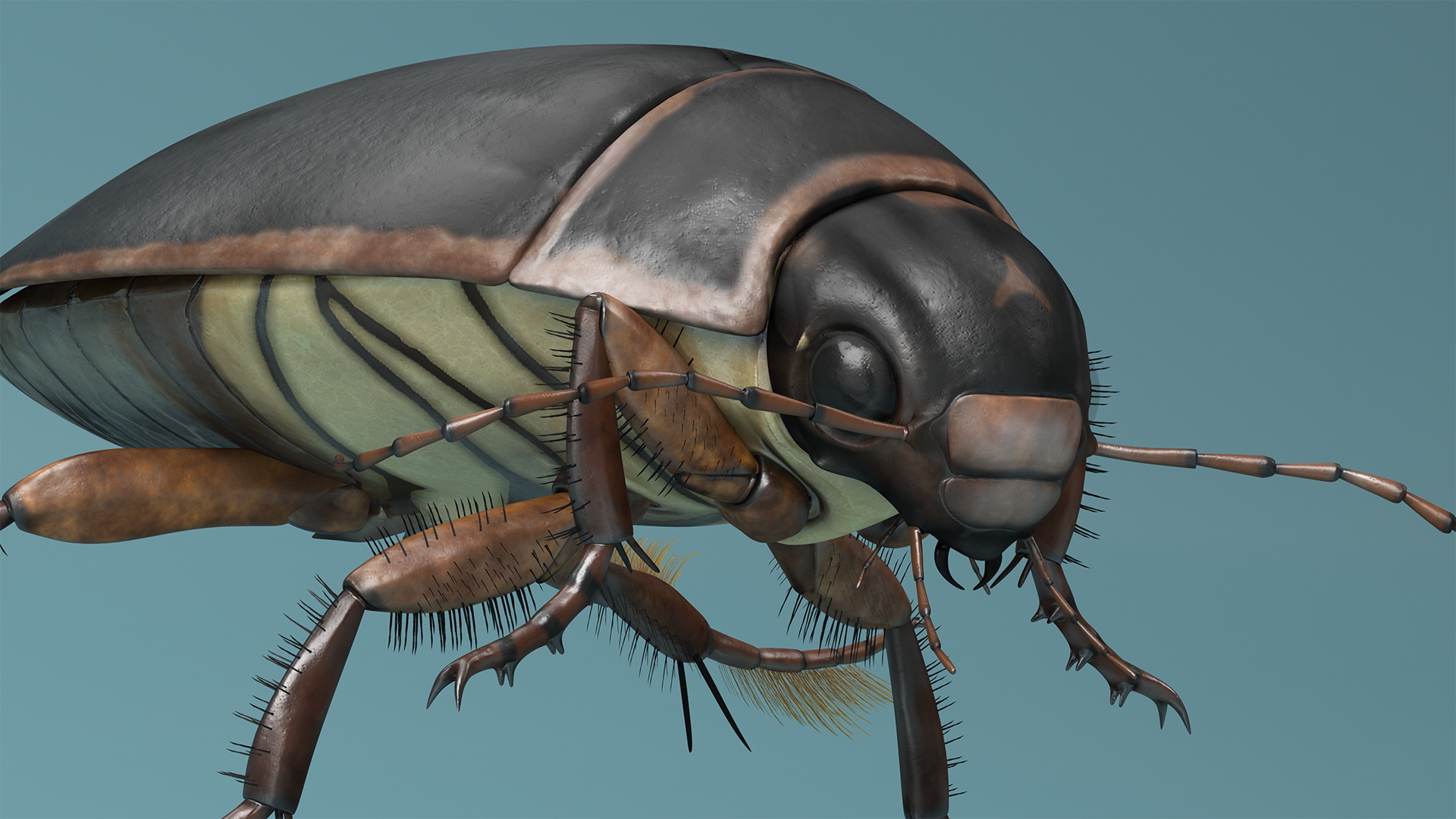 Water Insect Beetle Black Floating 3D model