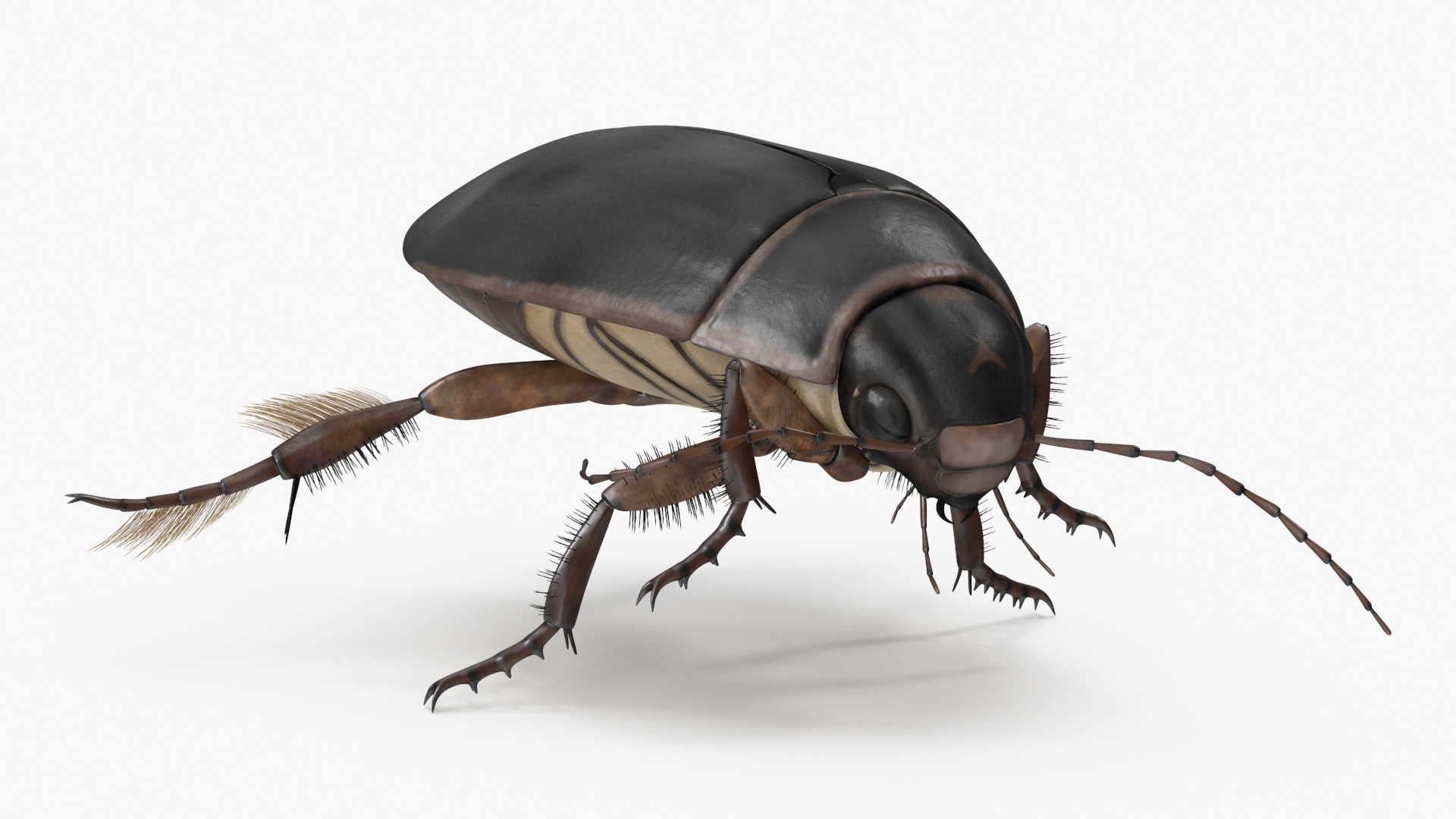 Water Insect Beetle Black Floating 3D model