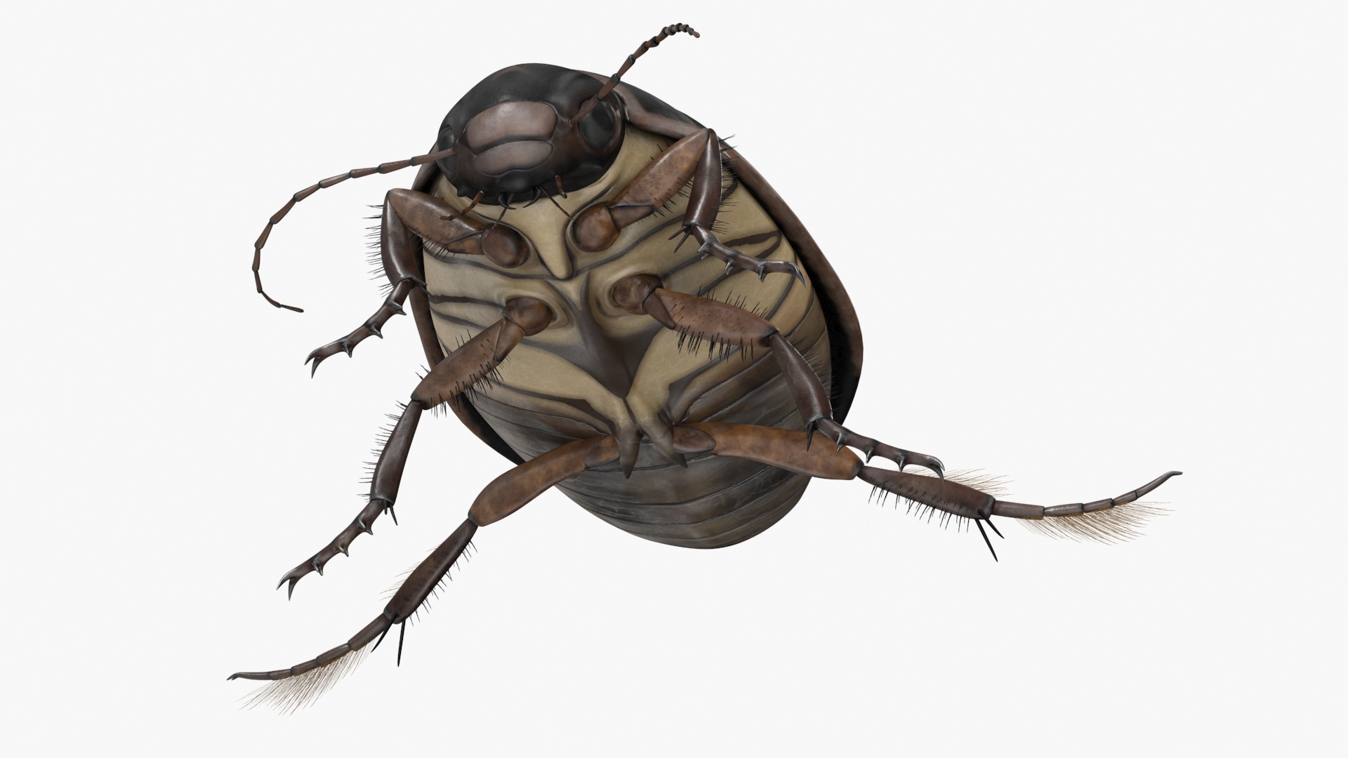 Water Insect Beetle Black Floating 3D model