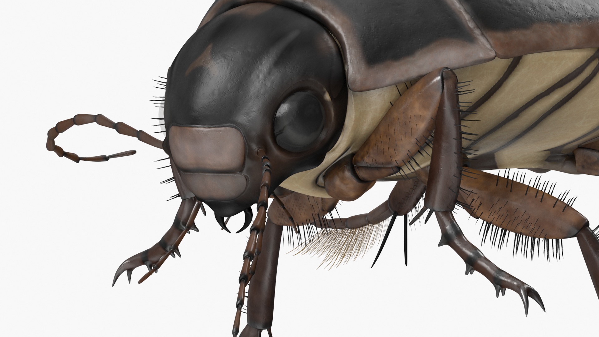 Water Insect Beetle Black Floating 3D model