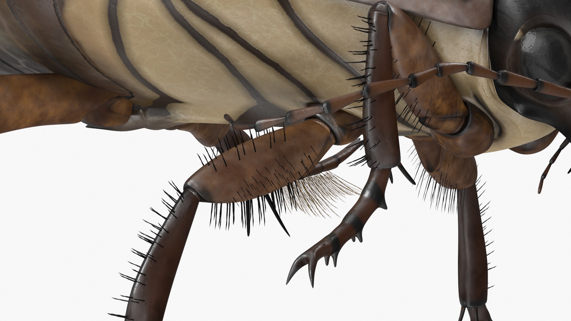 Water Insect Beetle Black Floating 3D model