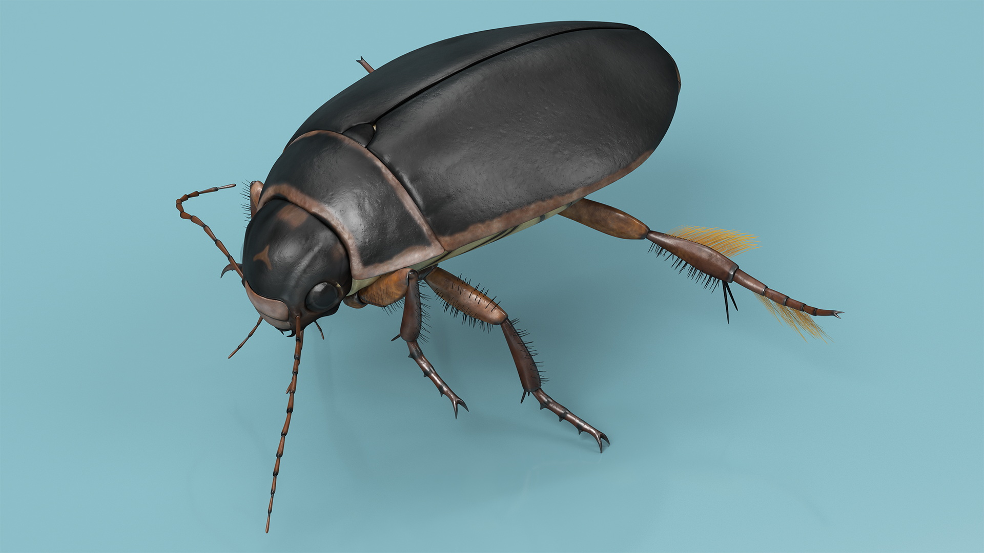 Water Insect Beetle Black Floating 3D model