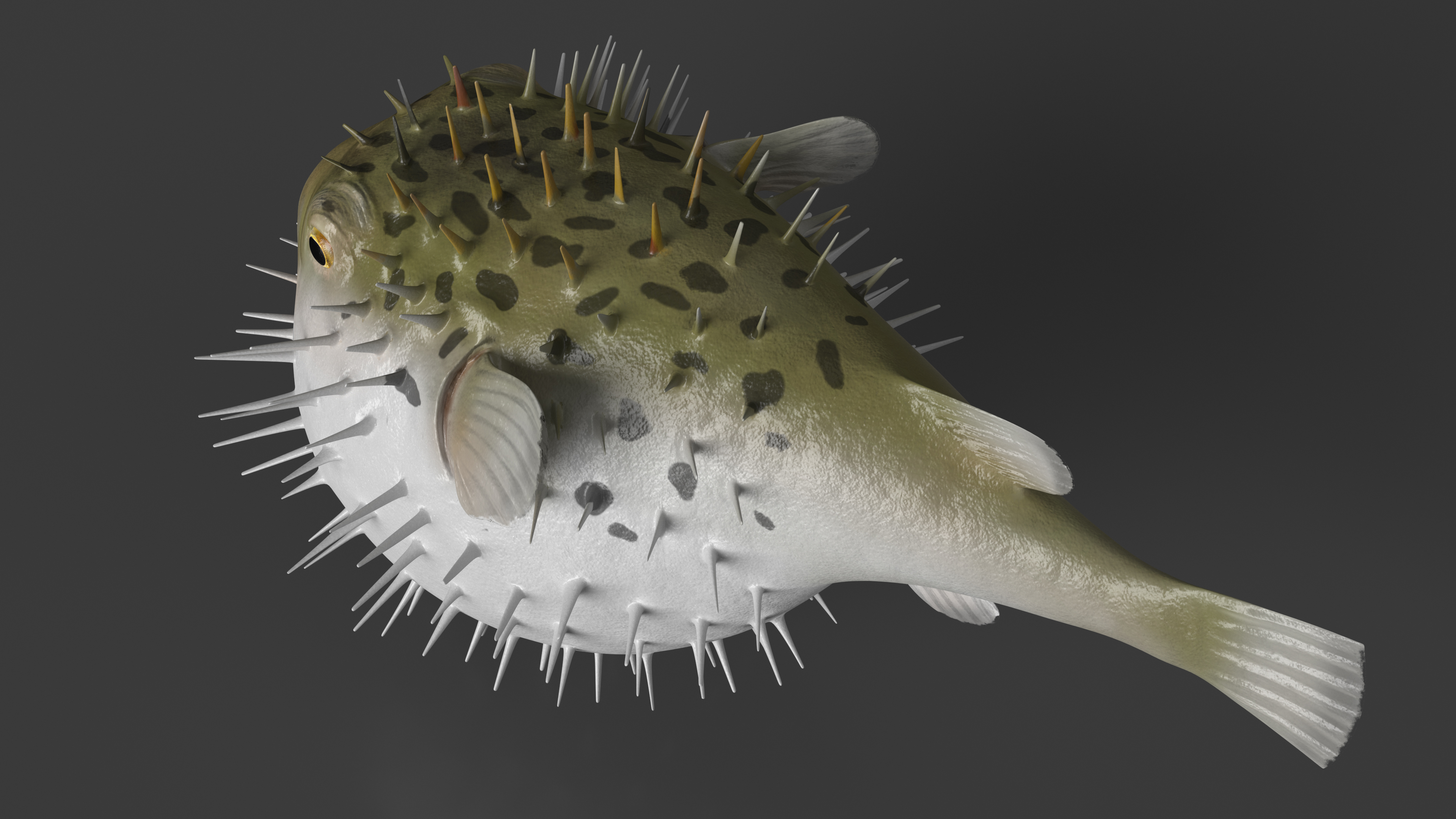 3D model Inflated Puffer Fish