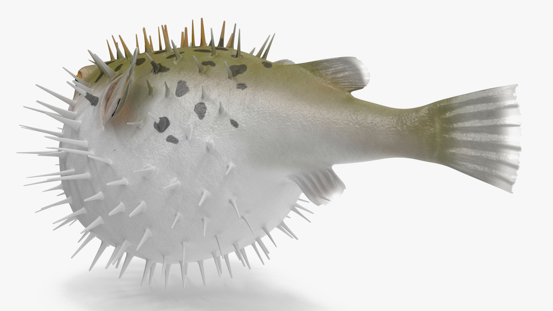 3D model Inflated Puffer Fish