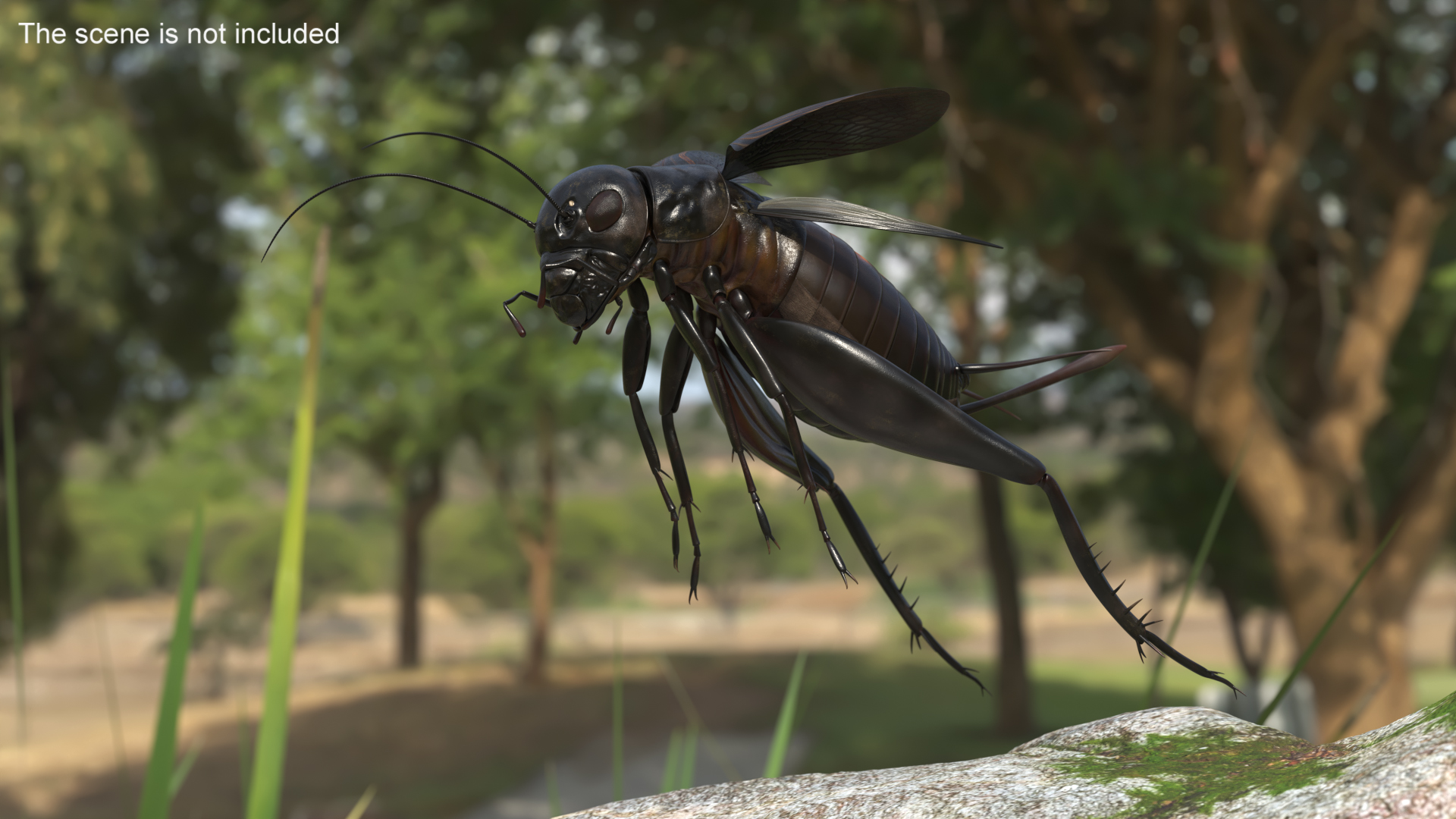 3D model Field Cricket Rigged