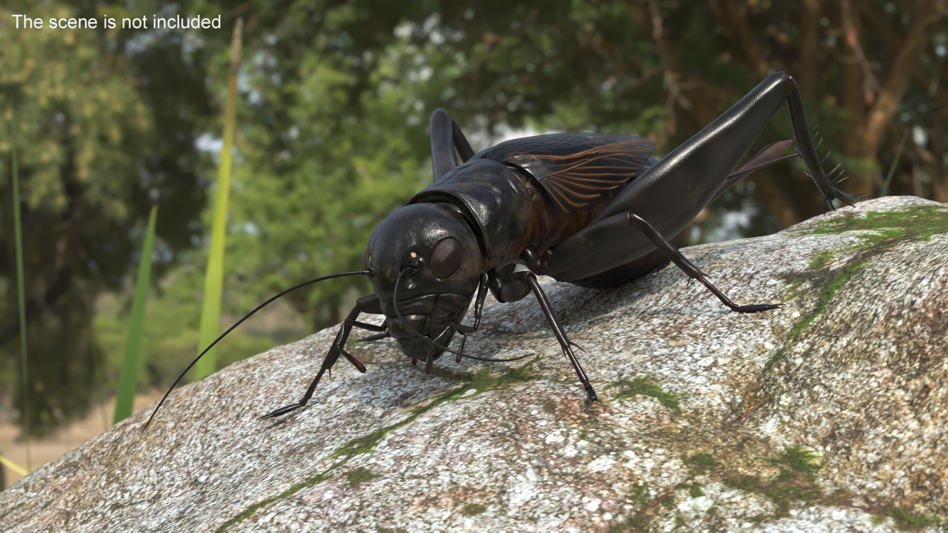 3D model Field Cricket Rigged