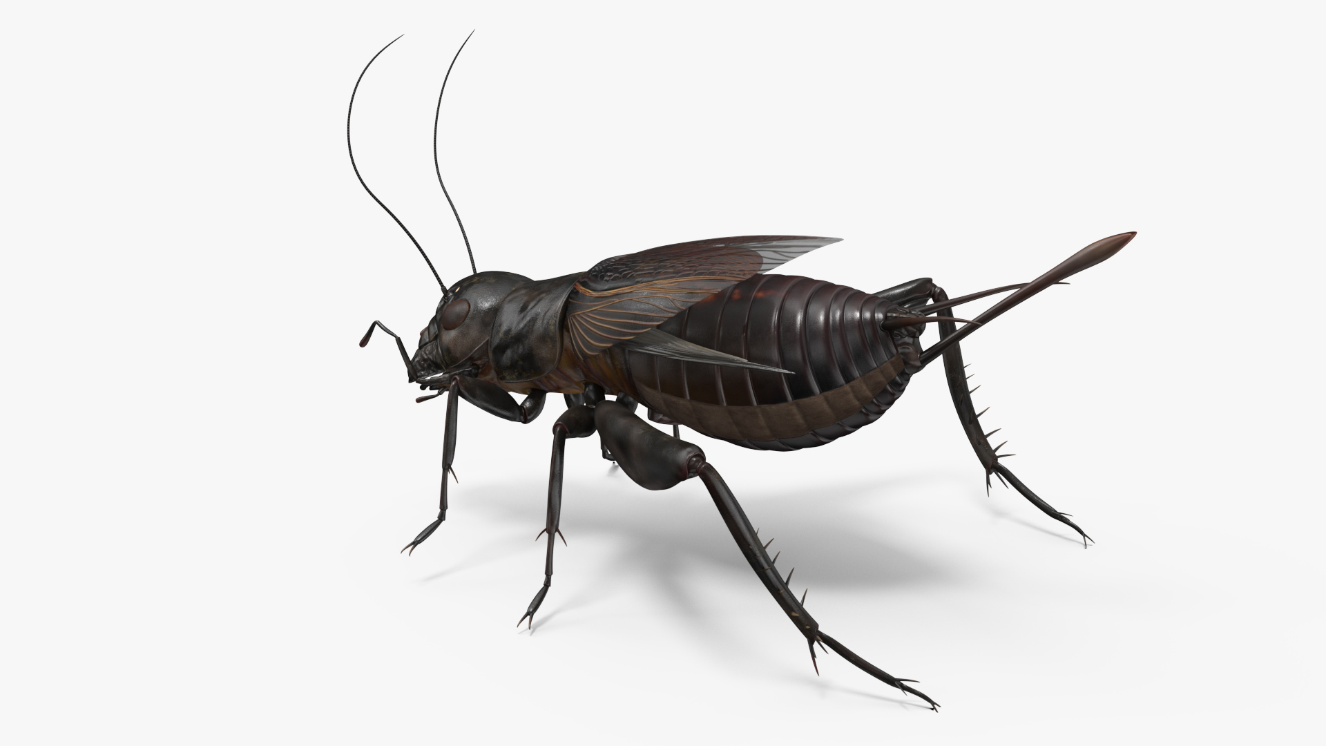 3D model Field Cricket Rigged