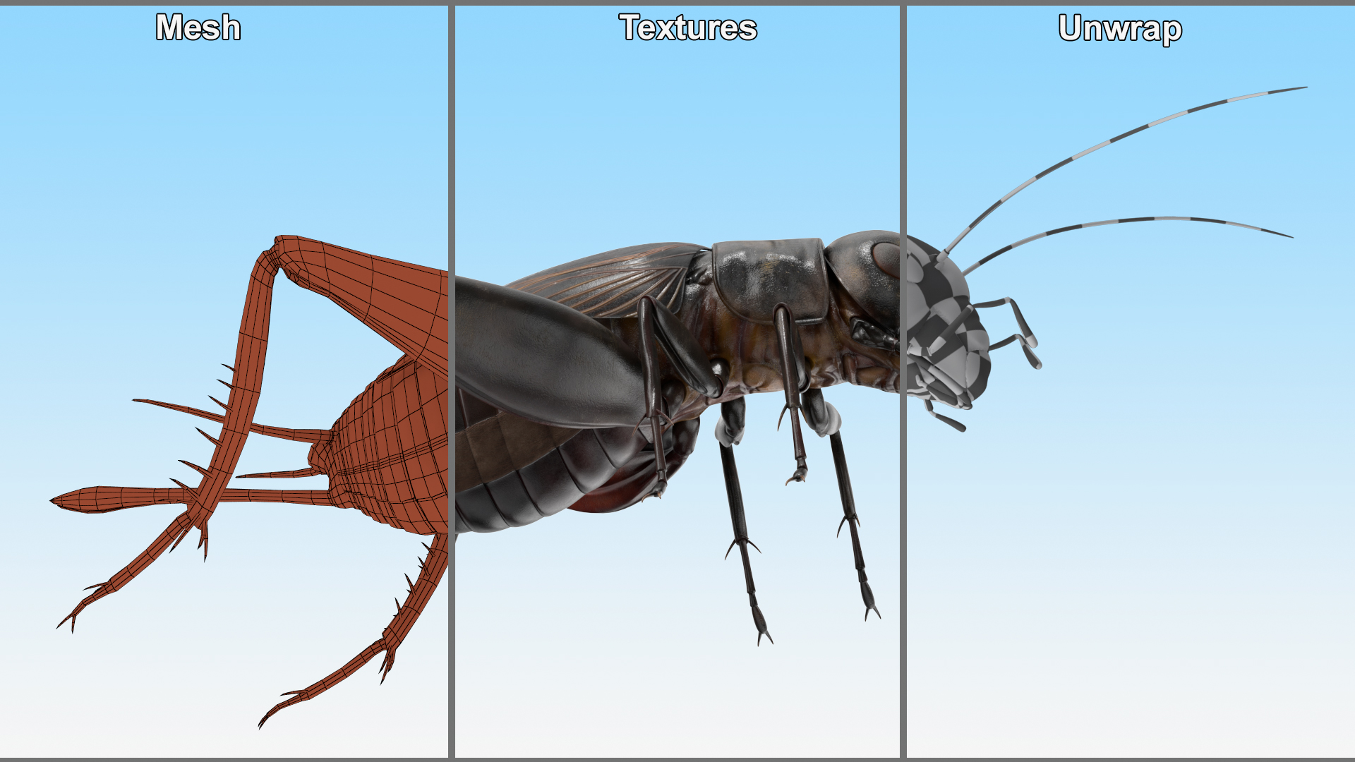 3D model Field Cricket Rigged