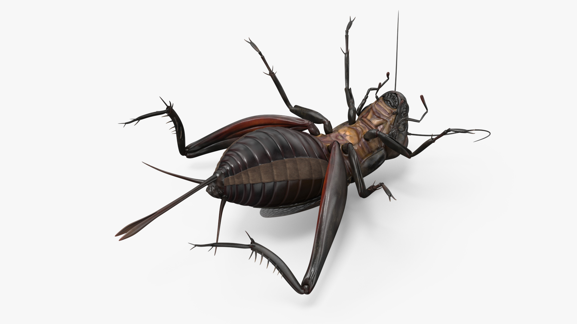 3D model Field Cricket Rigged