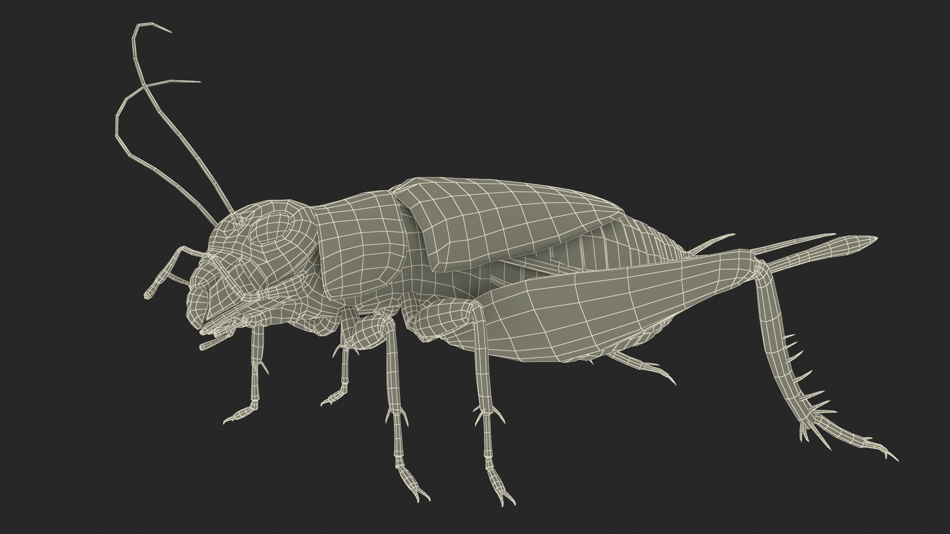 3D model Field Cricket Rigged
