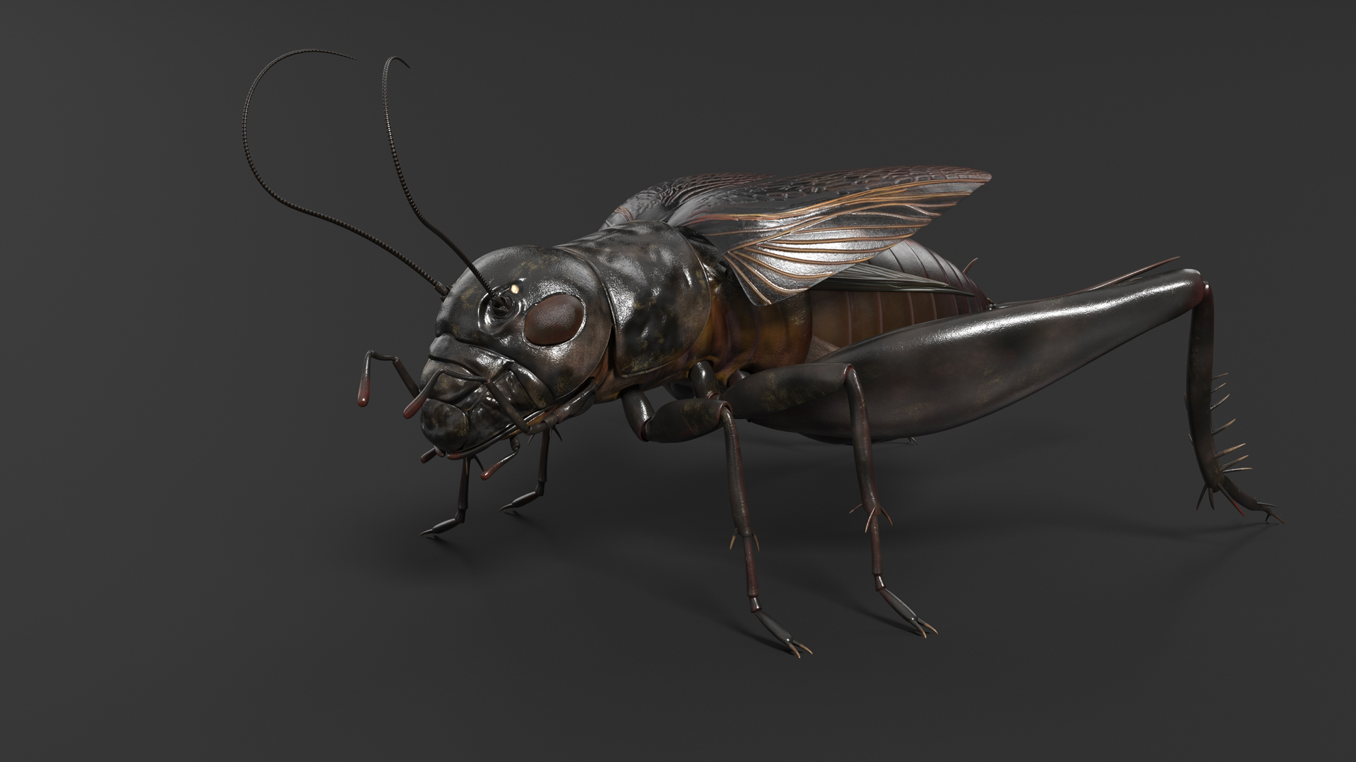 3D model Field Cricket Rigged