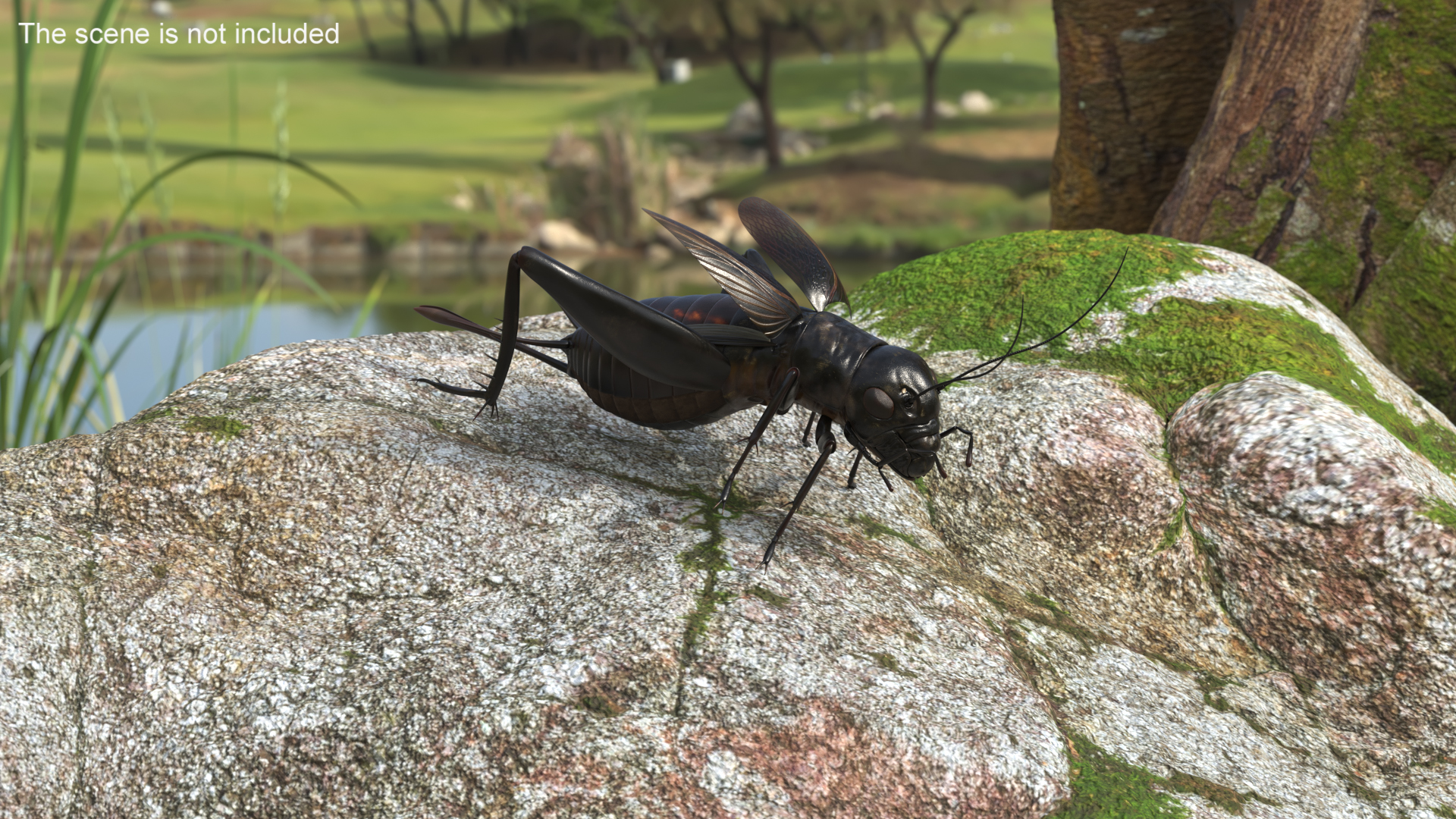 3D model Field Cricket Rigged