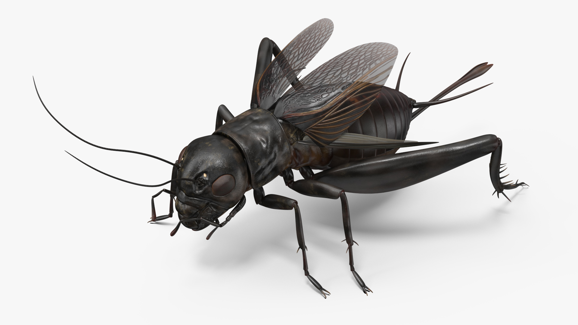 3D model Field Cricket Rigged