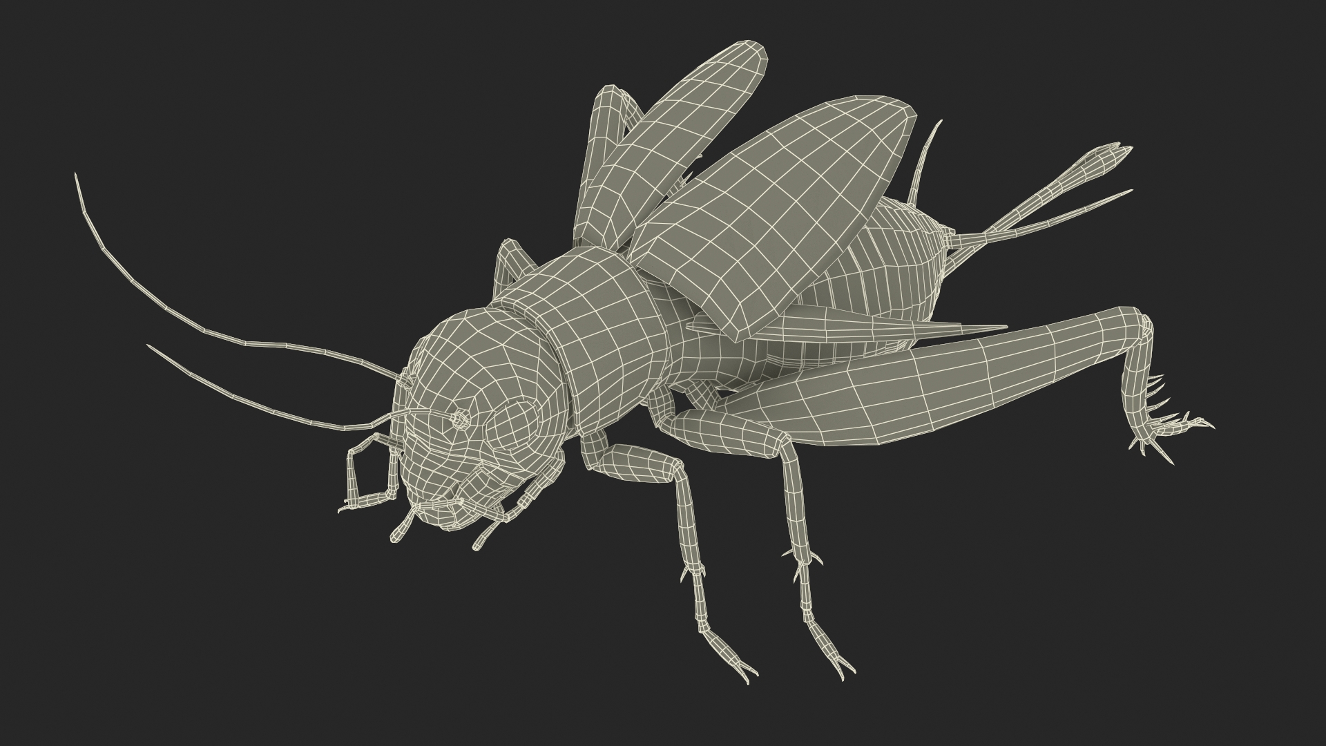 3D model Field Cricket Rigged