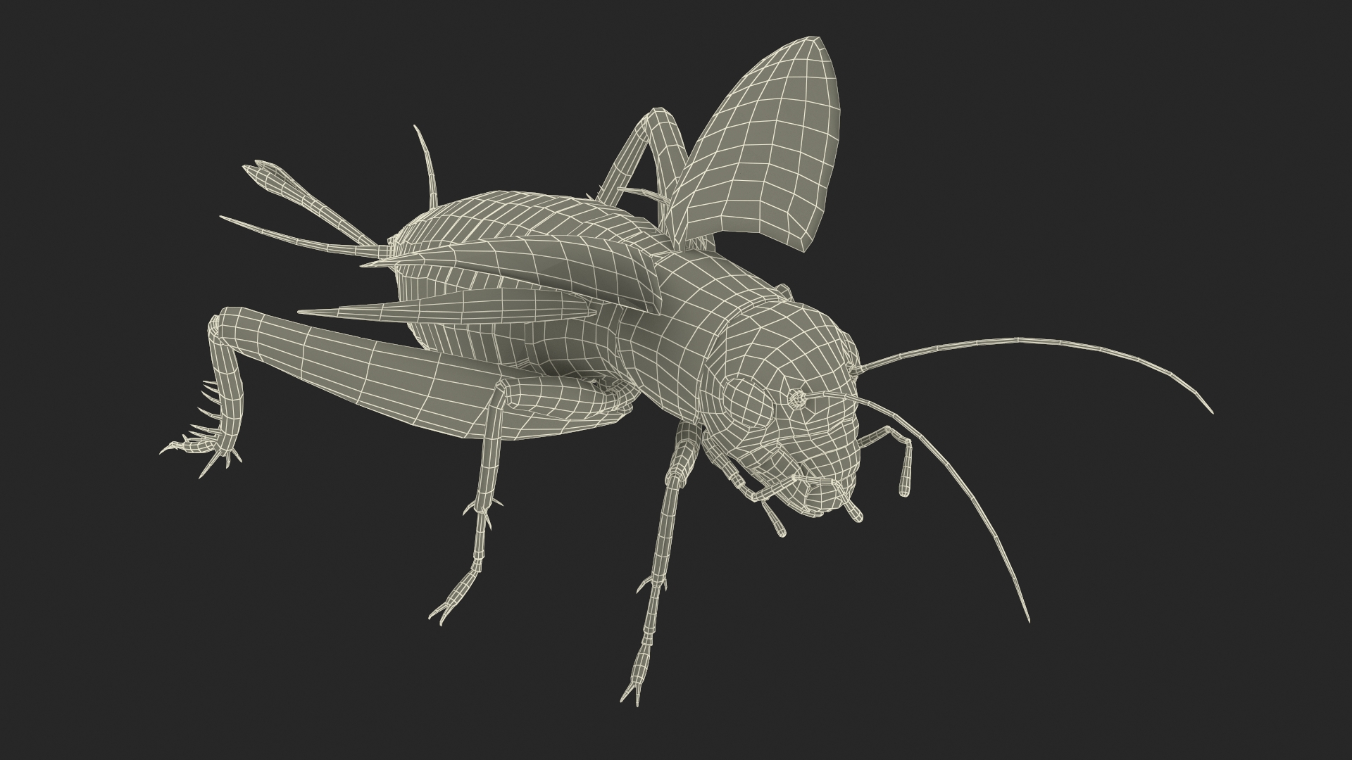 3D model Field Cricket Rigged