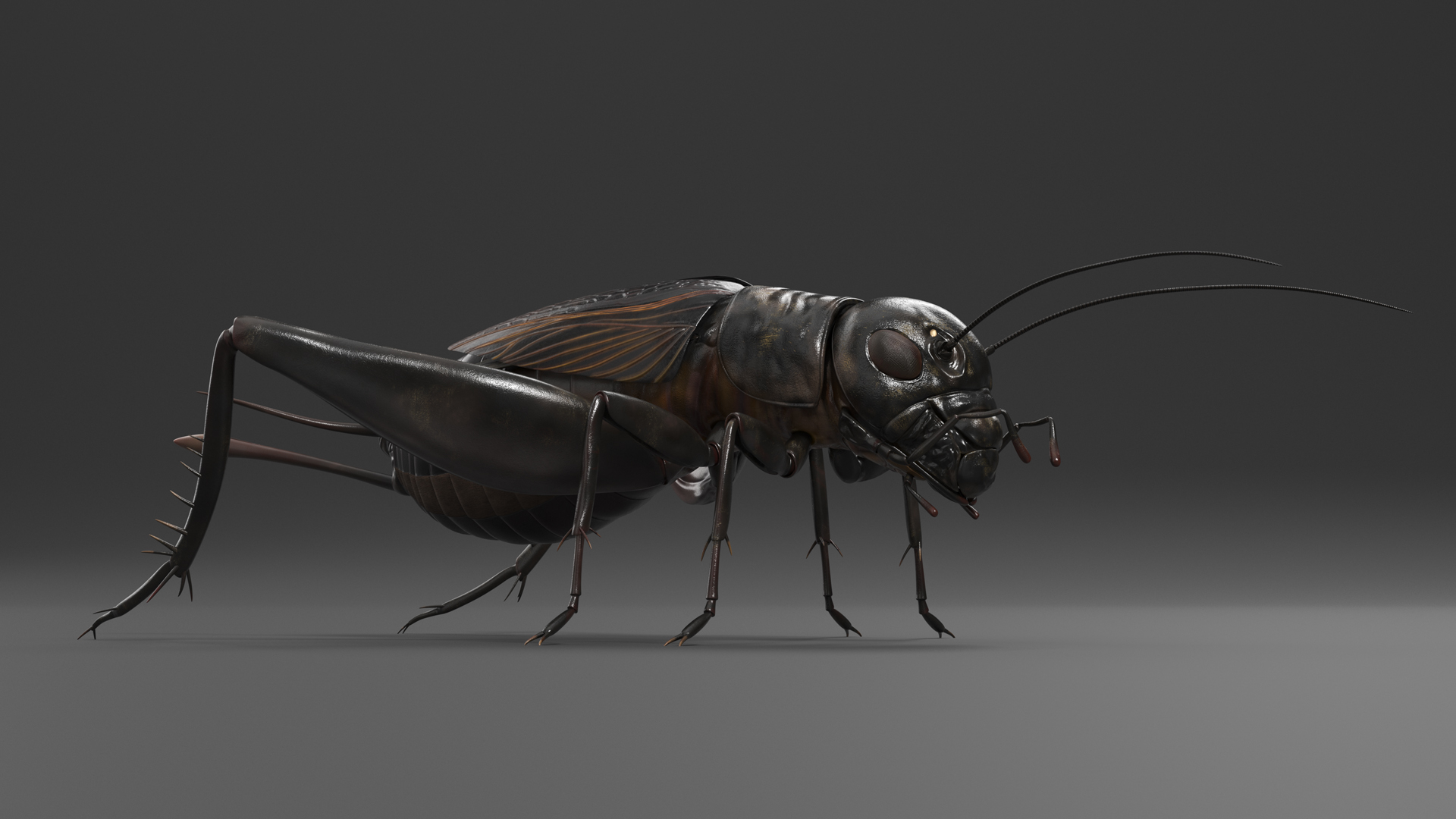 3D model Field Cricket Rigged