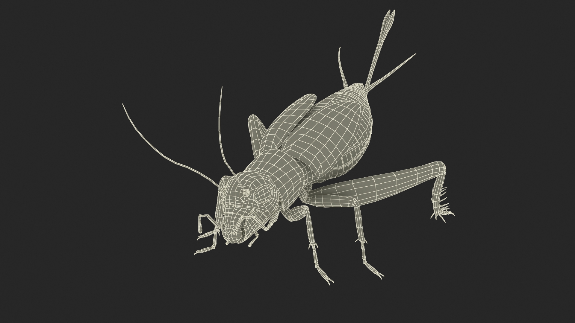 3D model Field Cricket Rigged