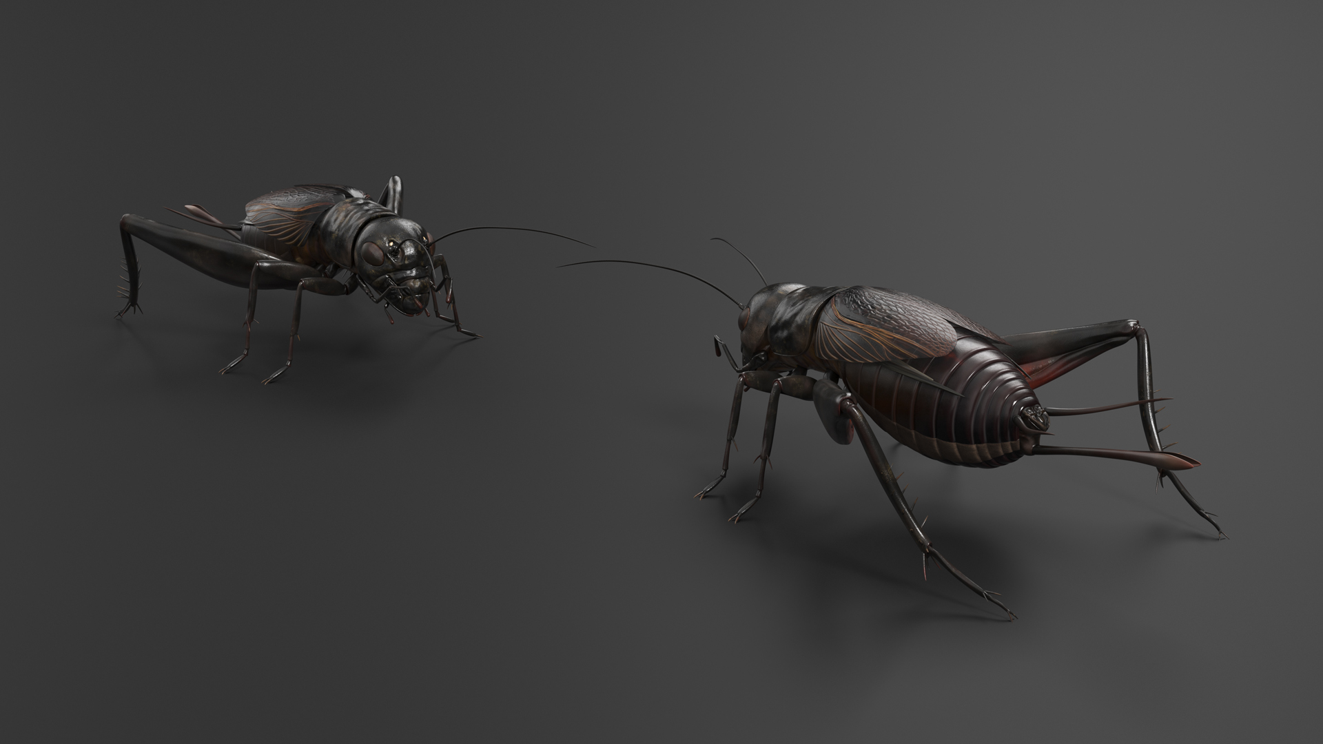 3D model Field Cricket Rigged