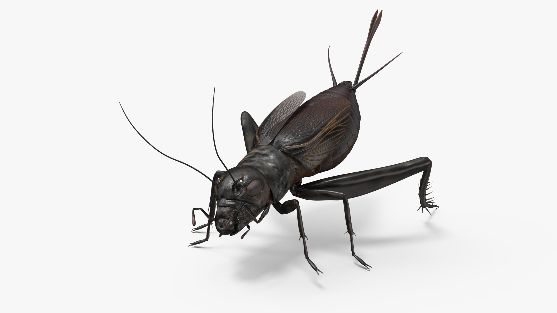 3D model Field Cricket Rigged