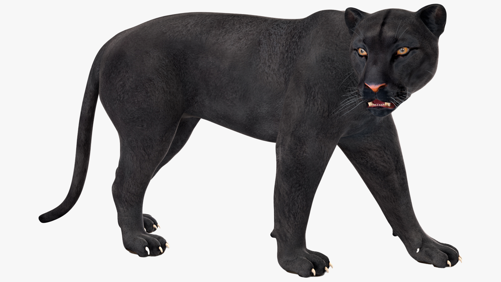 Black Panther Rigged for Cinema 4D 3D model