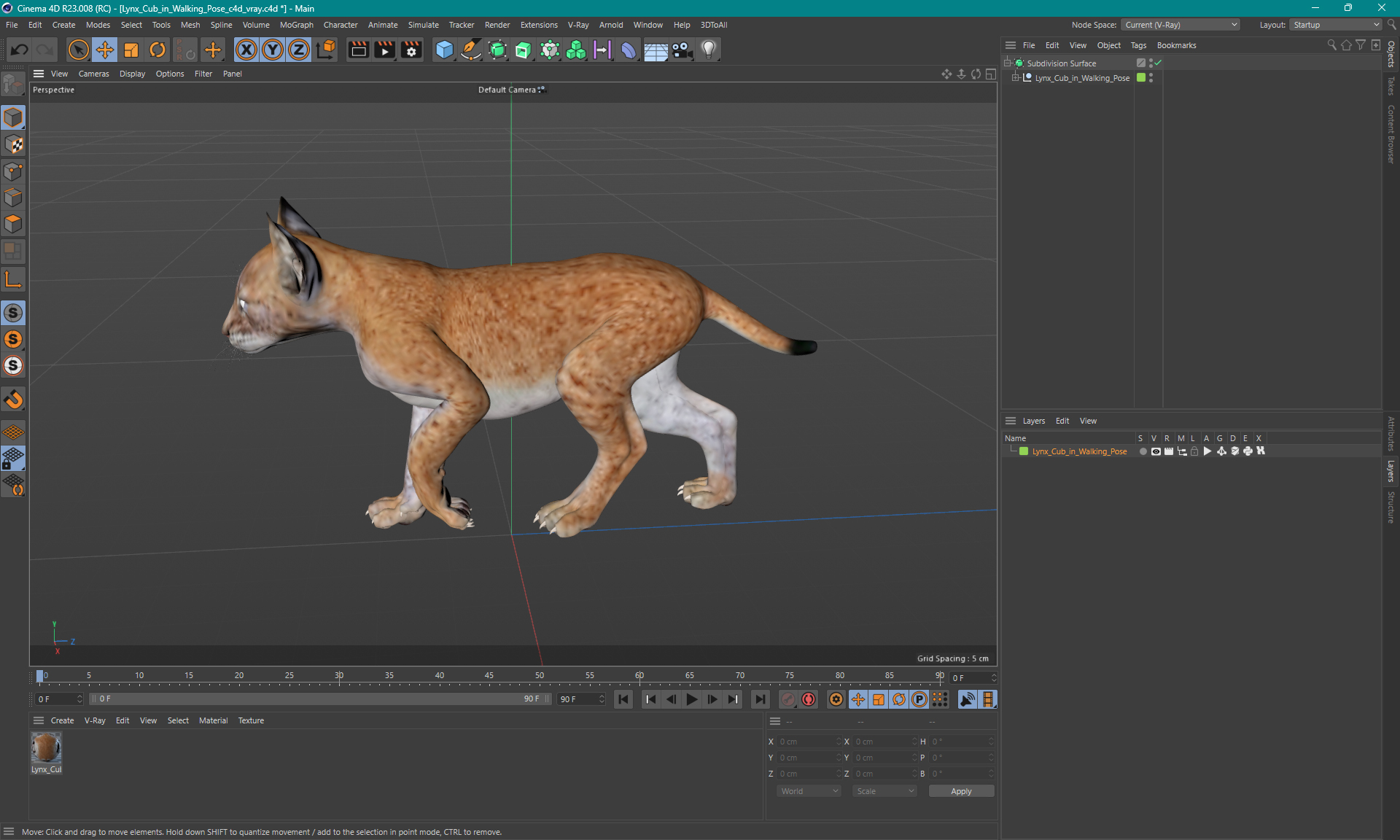 Lynx Cub in Walking Pose 3D model