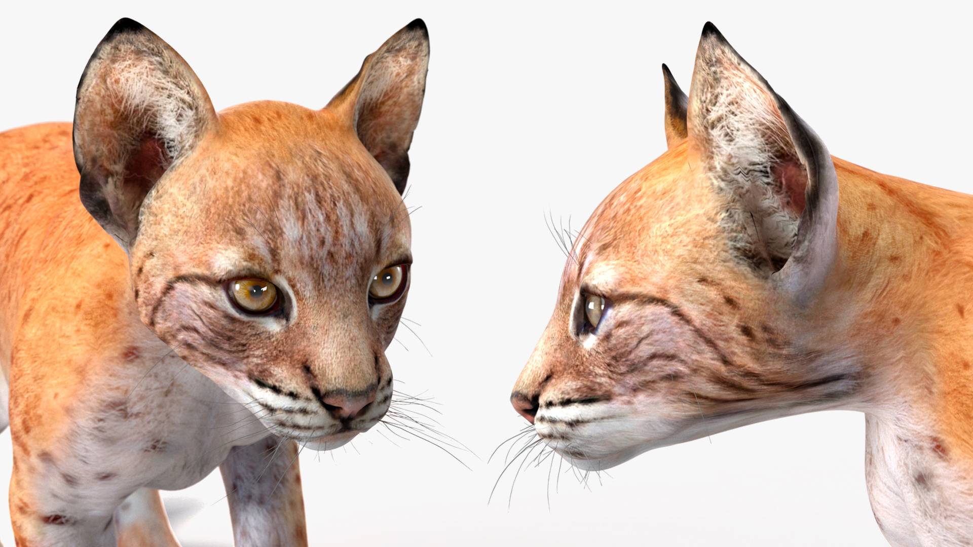 Lynx Cub in Walking Pose 3D model