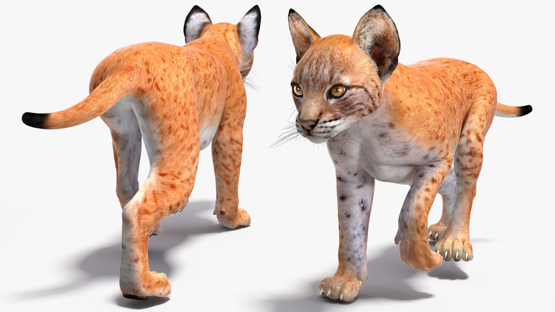 Lynx Cub in Walking Pose 3D model