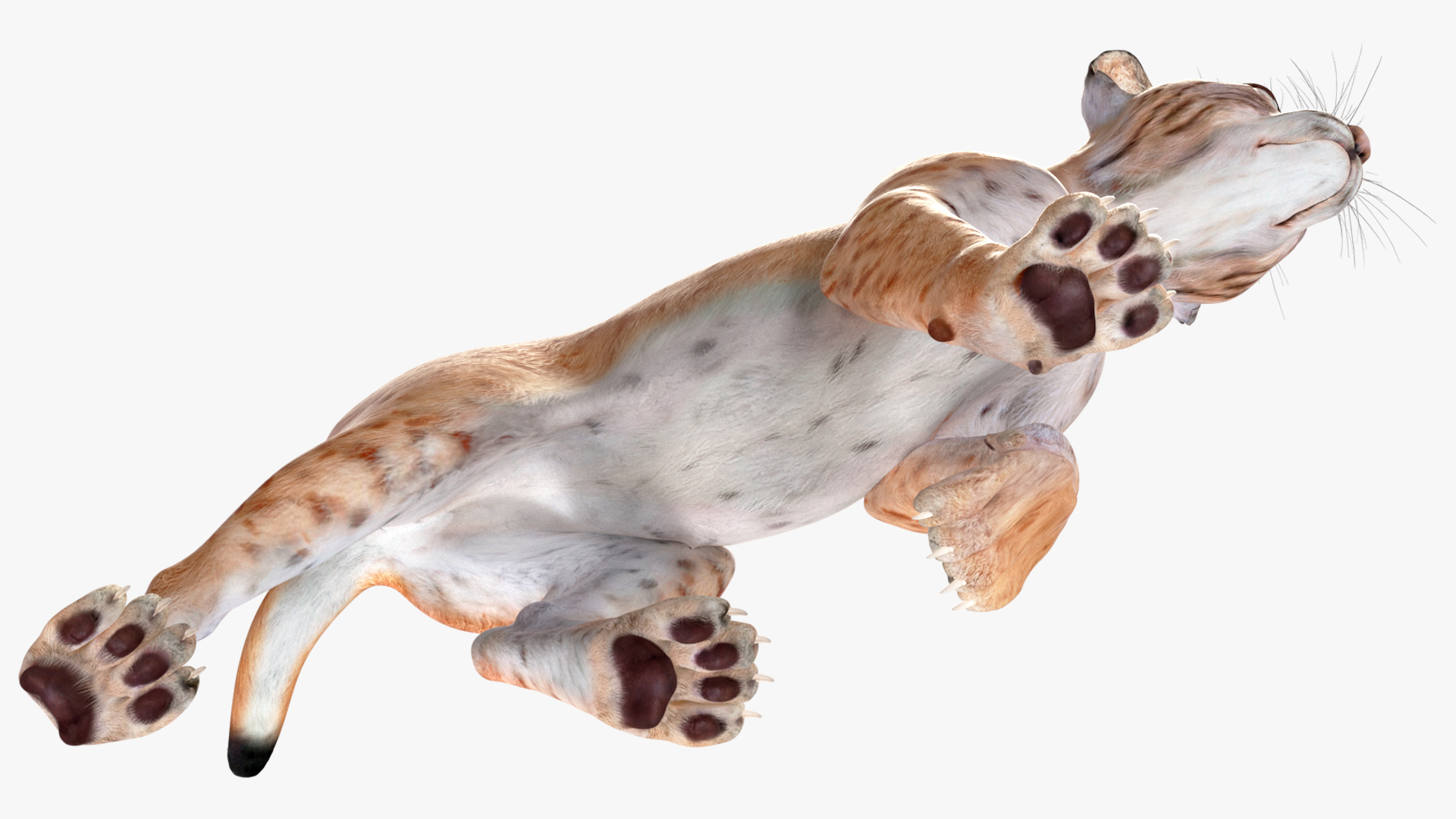 Lynx Cub in Walking Pose 3D model