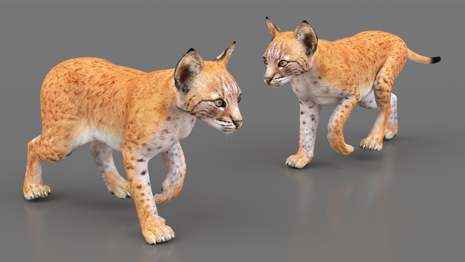 Lynx Cub in Walking Pose 3D model