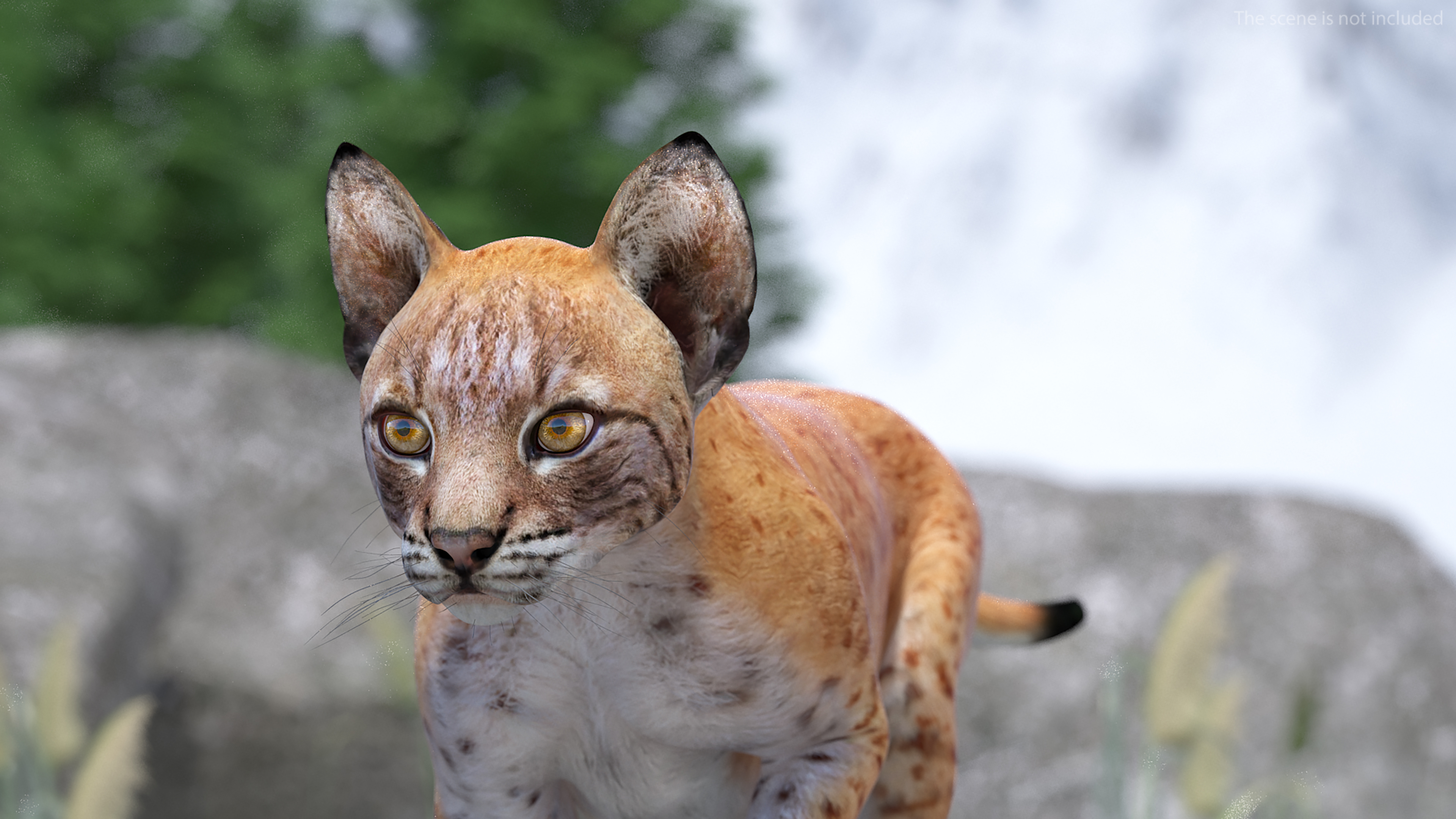 Lynx Cub in Walking Pose 3D model