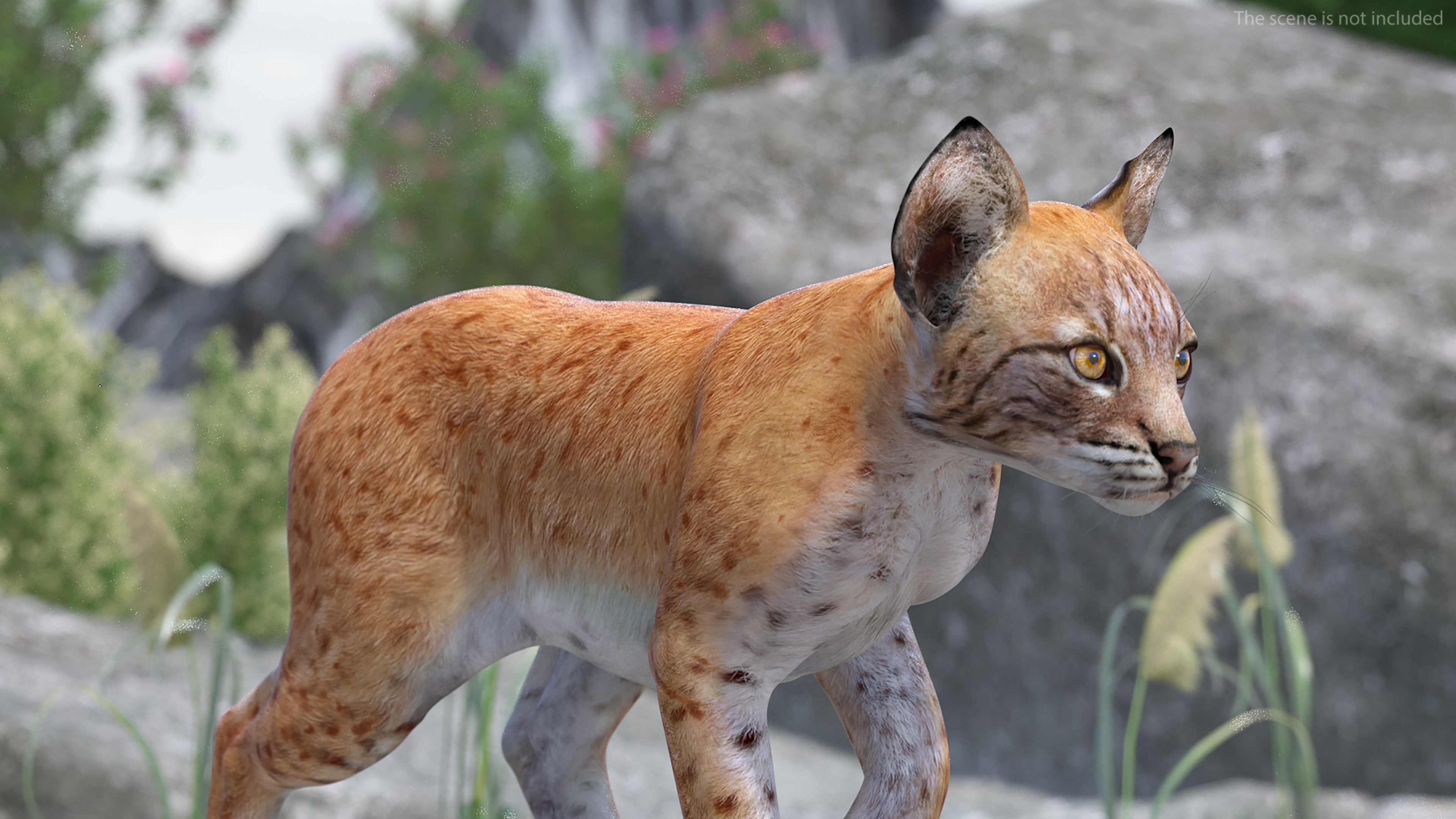 Lynx Cub in Walking Pose 3D model