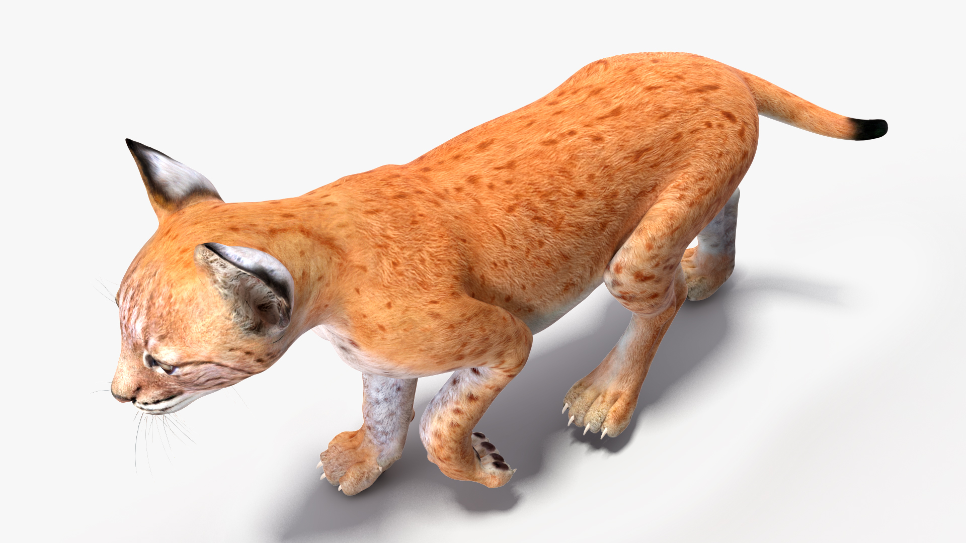 Lynx Cub in Walking Pose 3D model