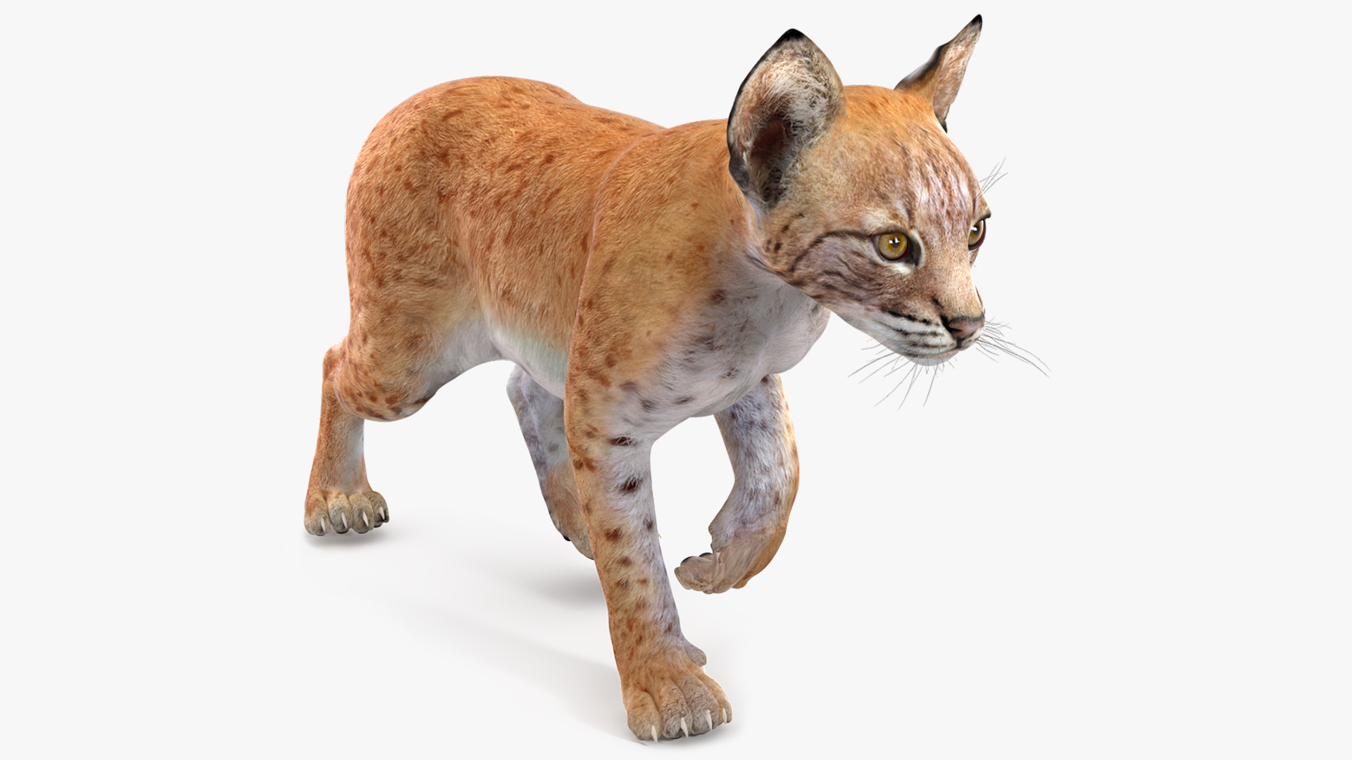 Lynx Cub in Walking Pose 3D model