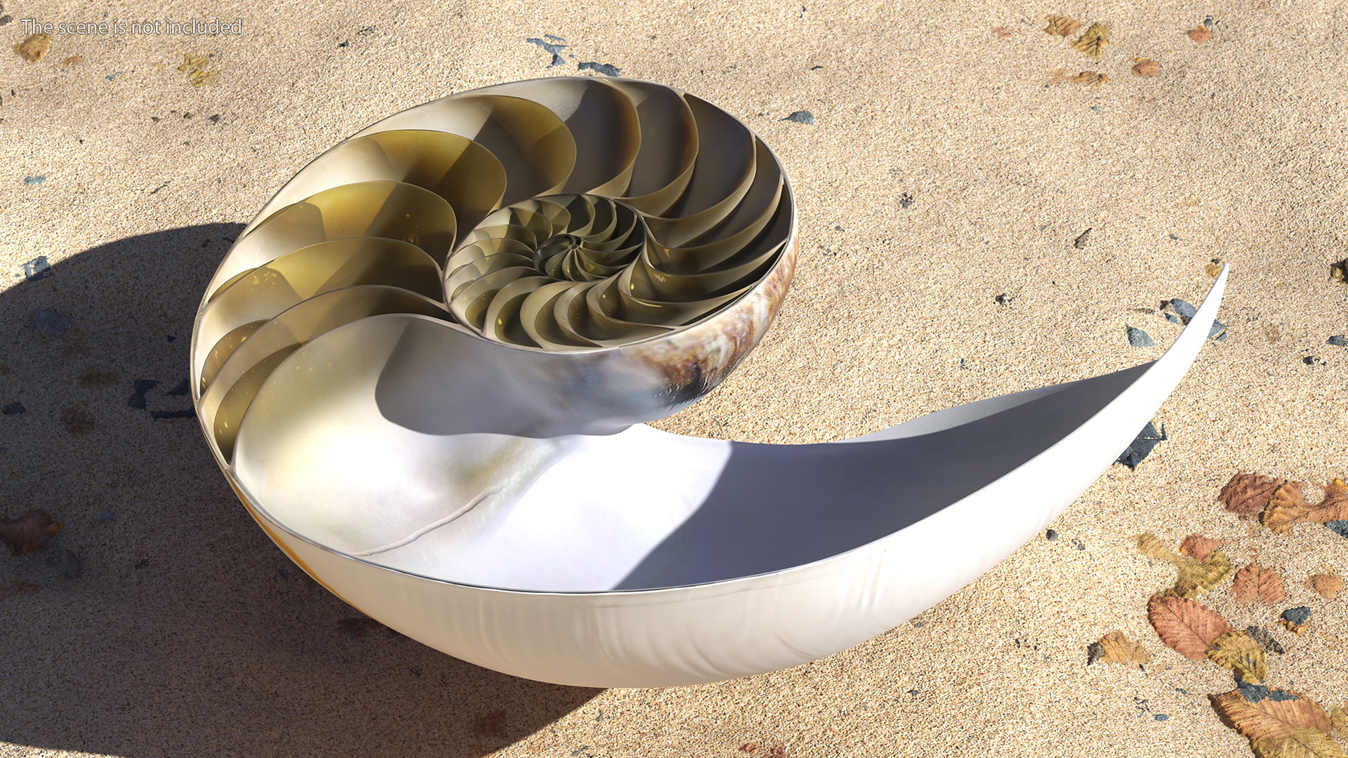 3D model Nautilus Shell Slice