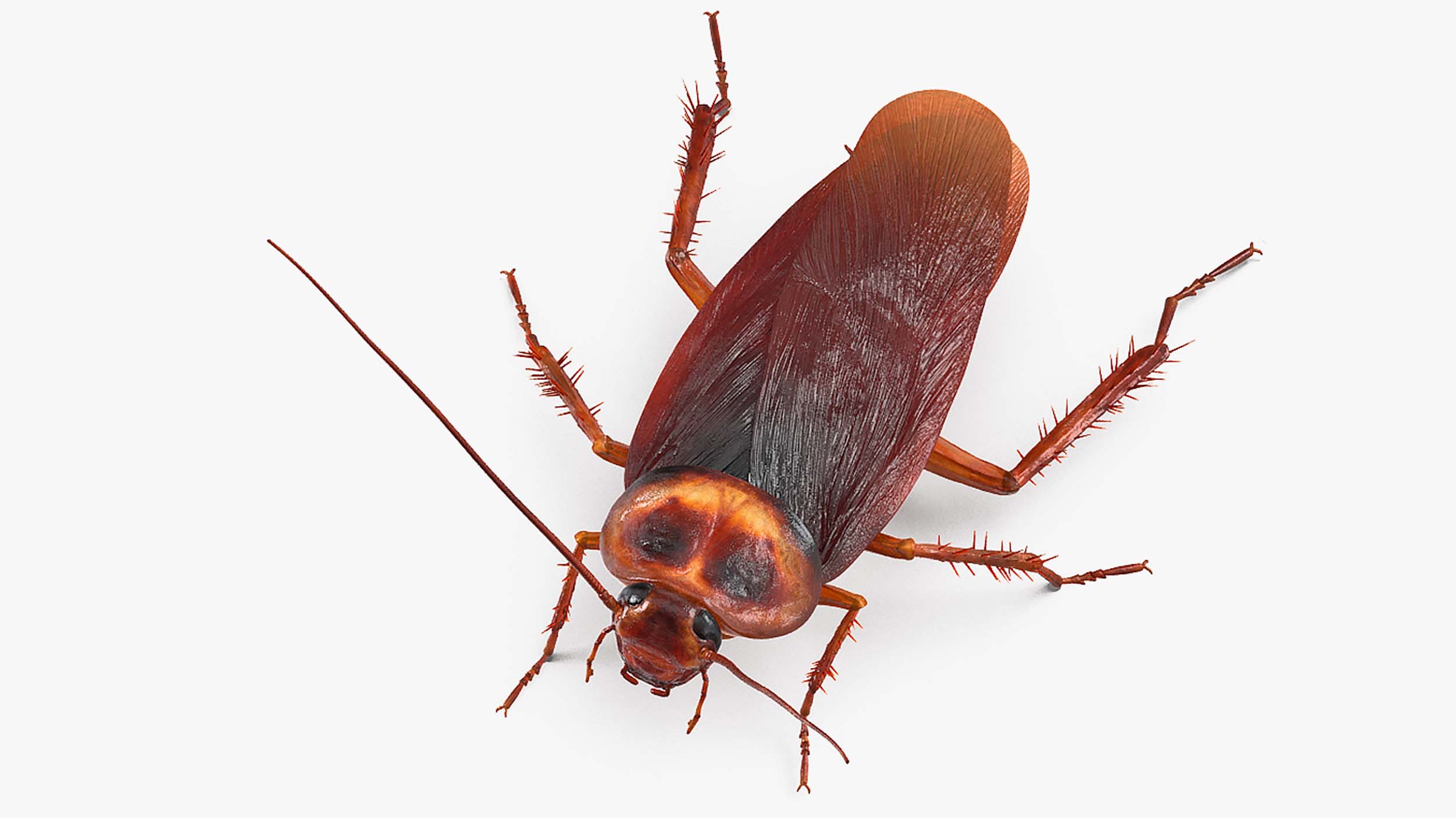 3D Animated Cockroach Creeps Rigged for Maya