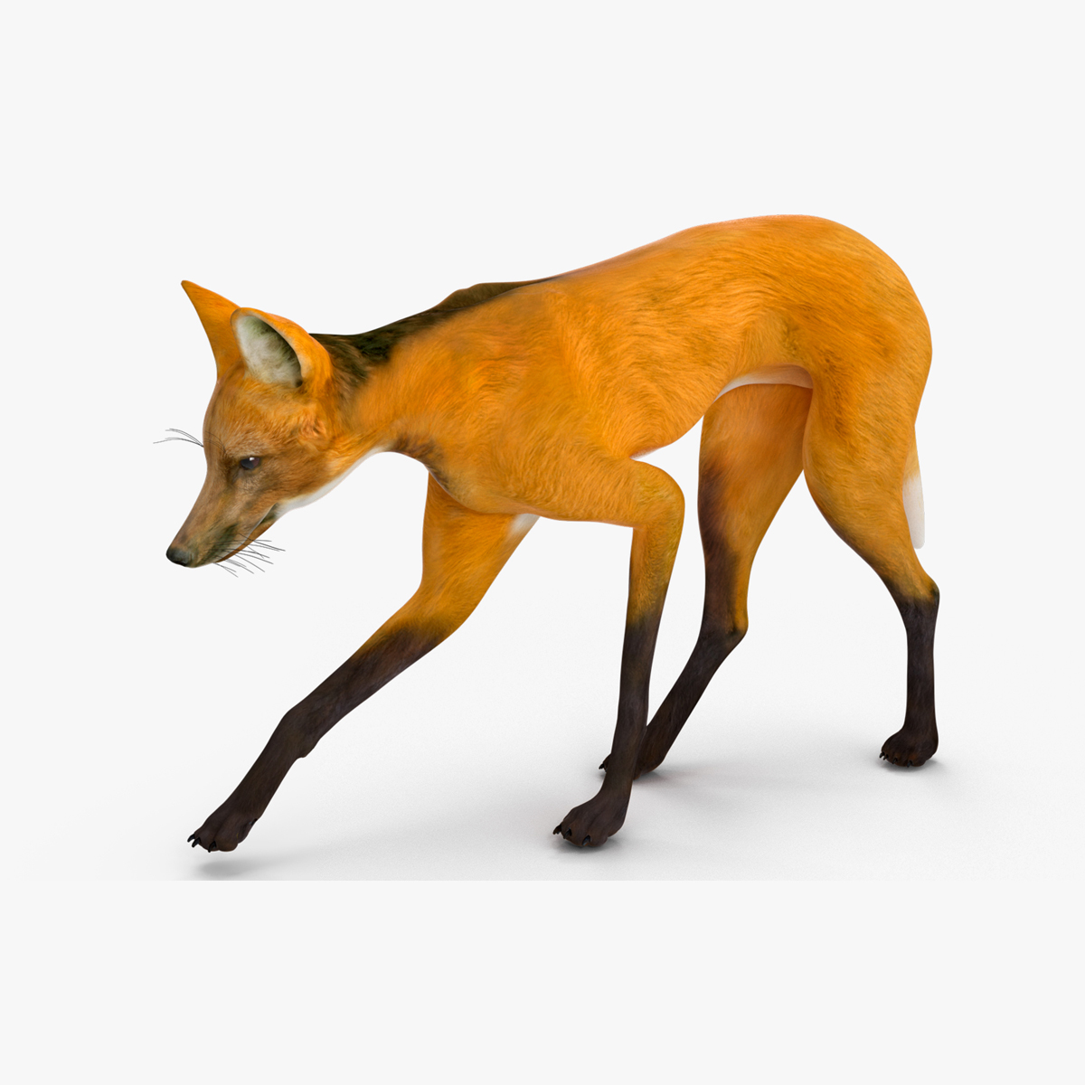 3D Chrysocyon Rigged for Cinema 4D