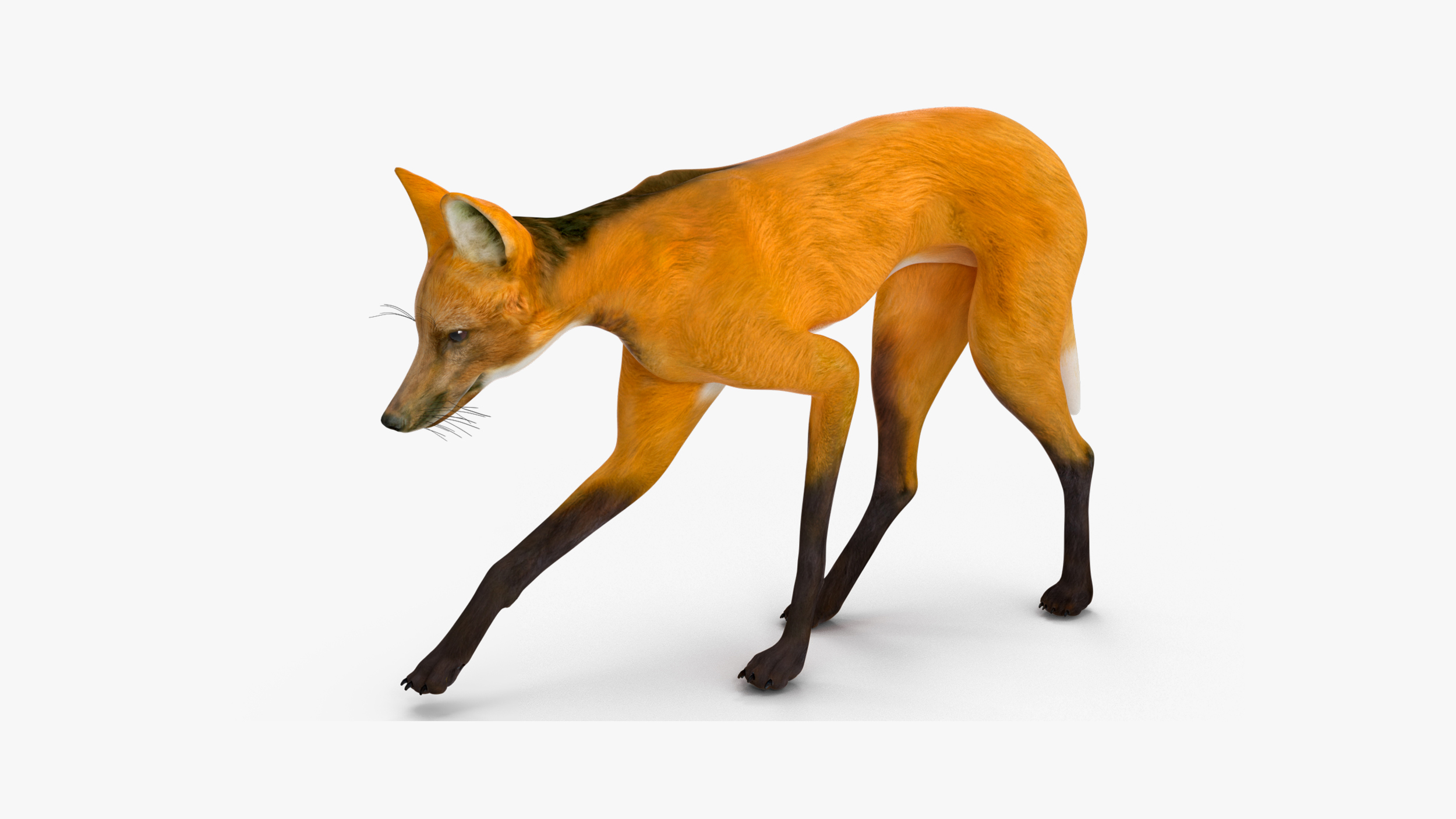 3D Chrysocyon Rigged for Cinema 4D