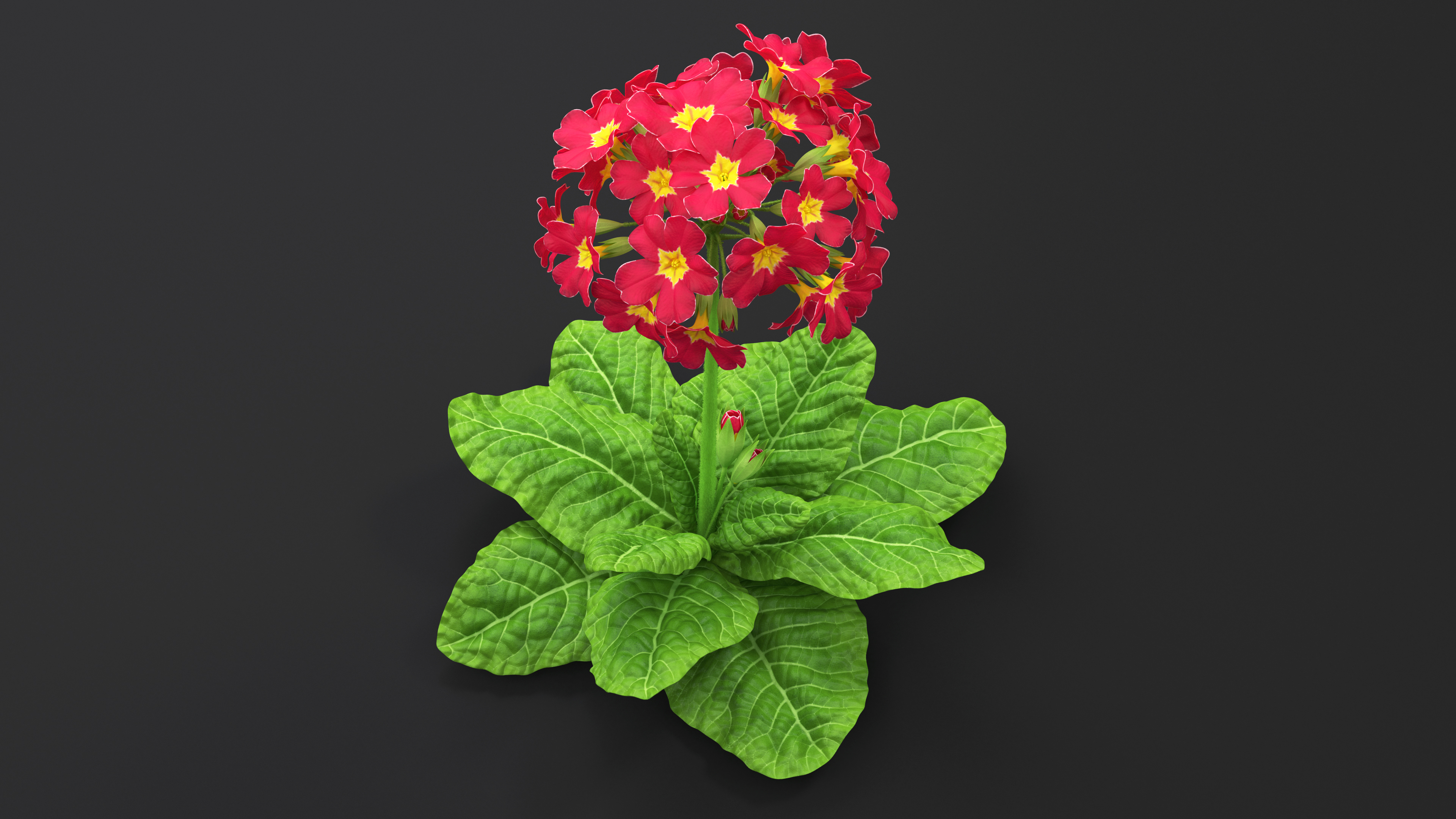 Primula Vulgaris Red Fur 3D model