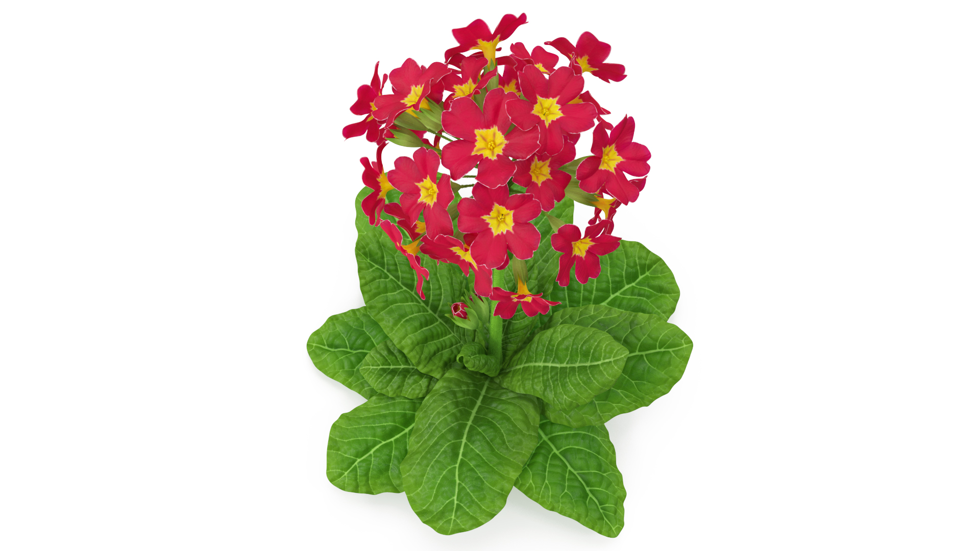 Primula Vulgaris Red Fur 3D model