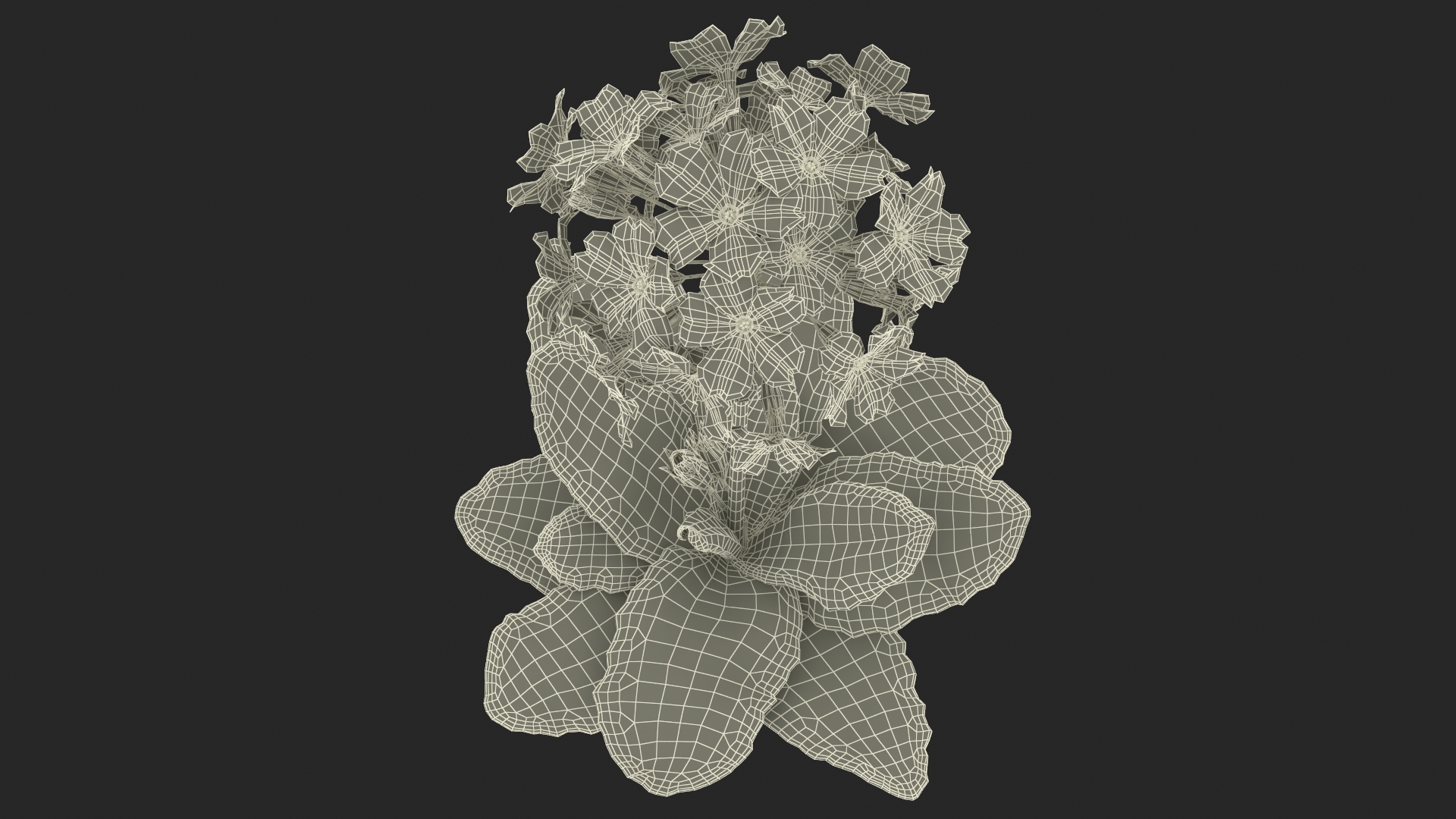 Primula Vulgaris Red Fur 3D model