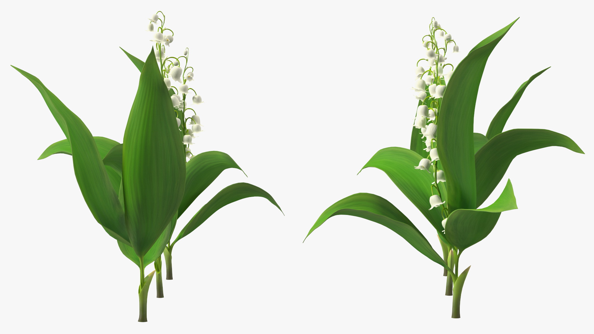 Lily of the Valley 3 Branches 3D model