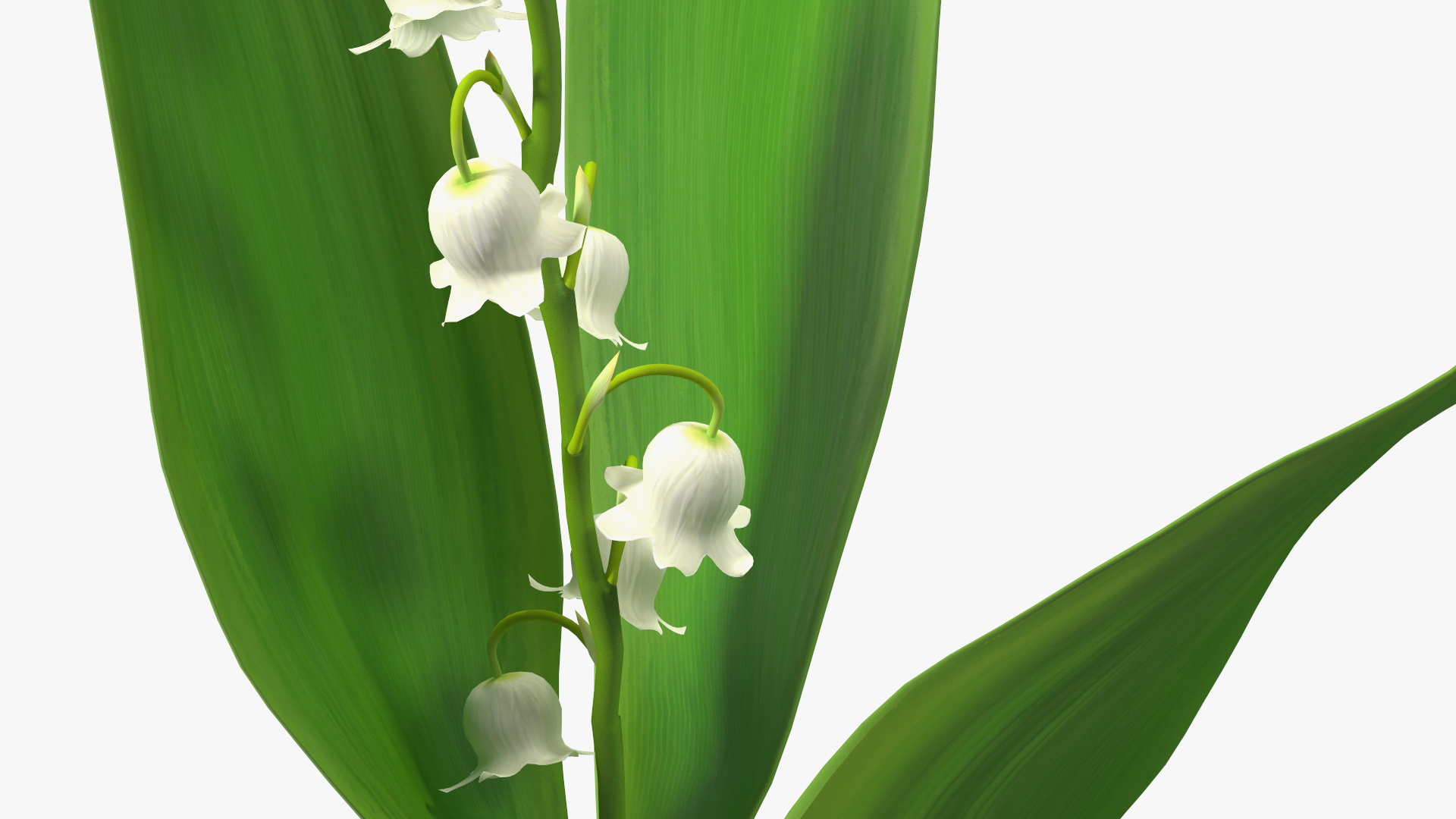 Lily of the Valley 3 Branches 3D model