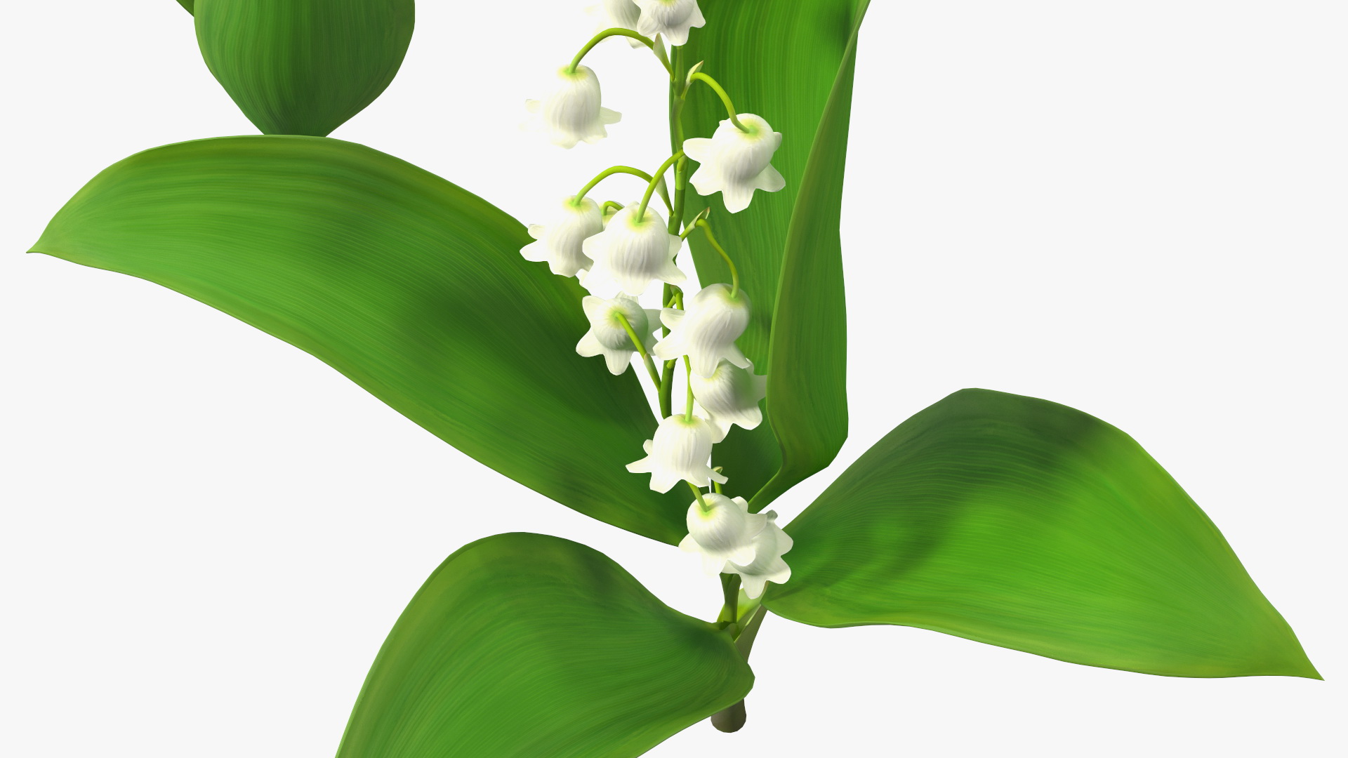 Lily of the Valley 3 Branches 3D model