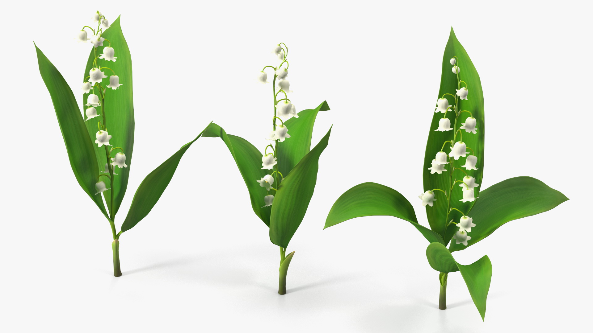 Lily of the Valley 3 Branches 3D model